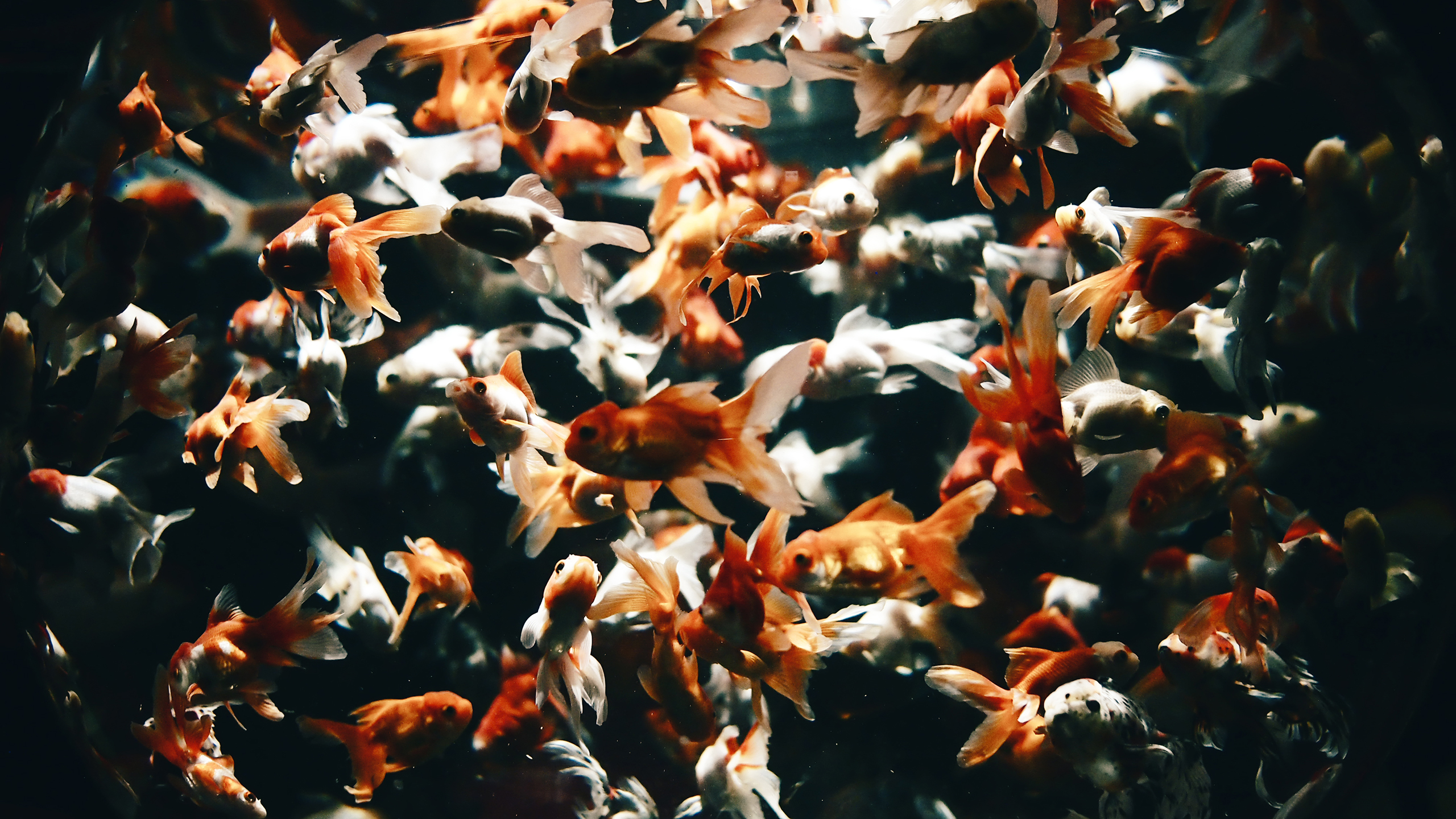 Goldfish Wallpapers