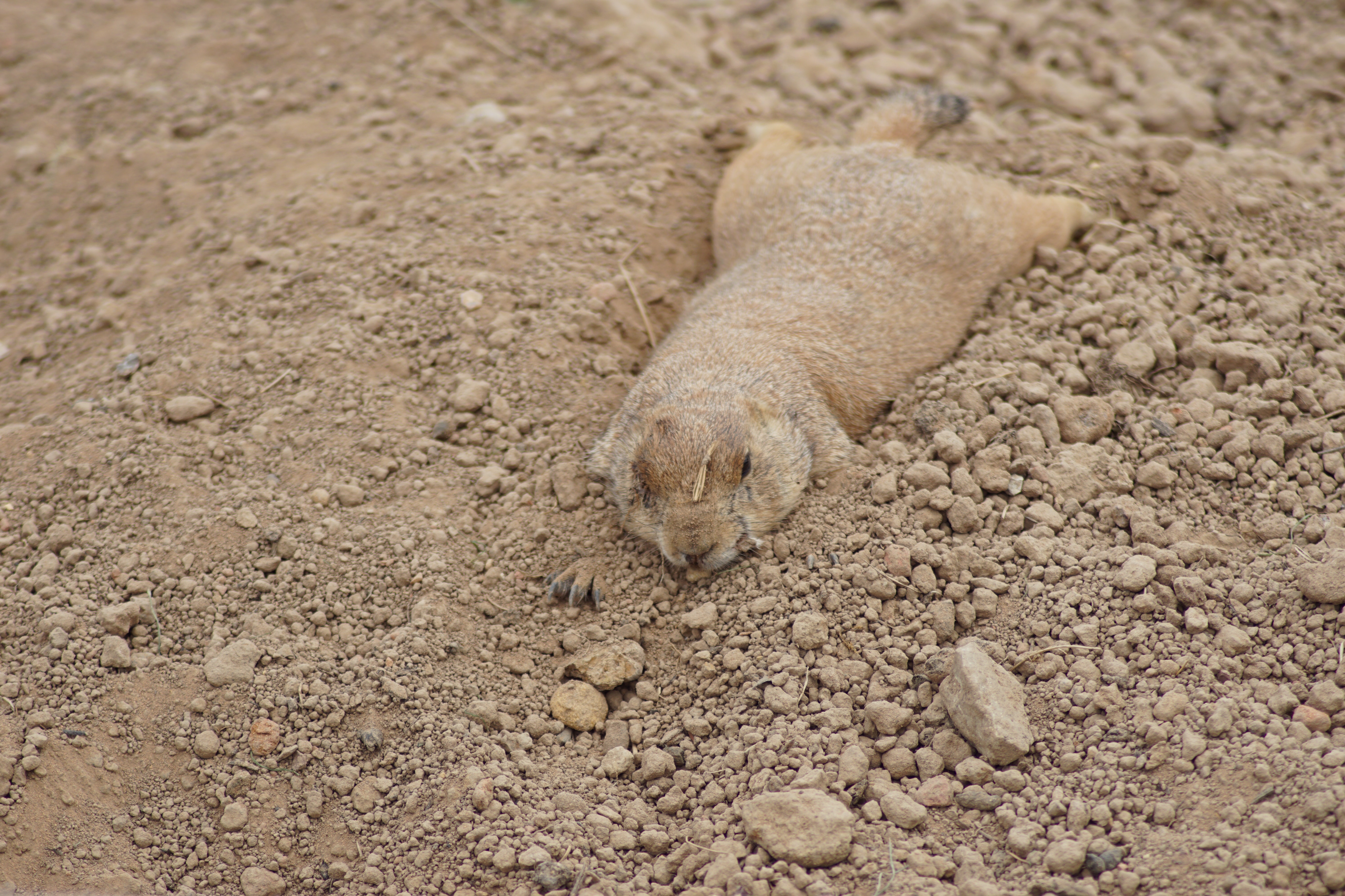 Gopher Wallpapers