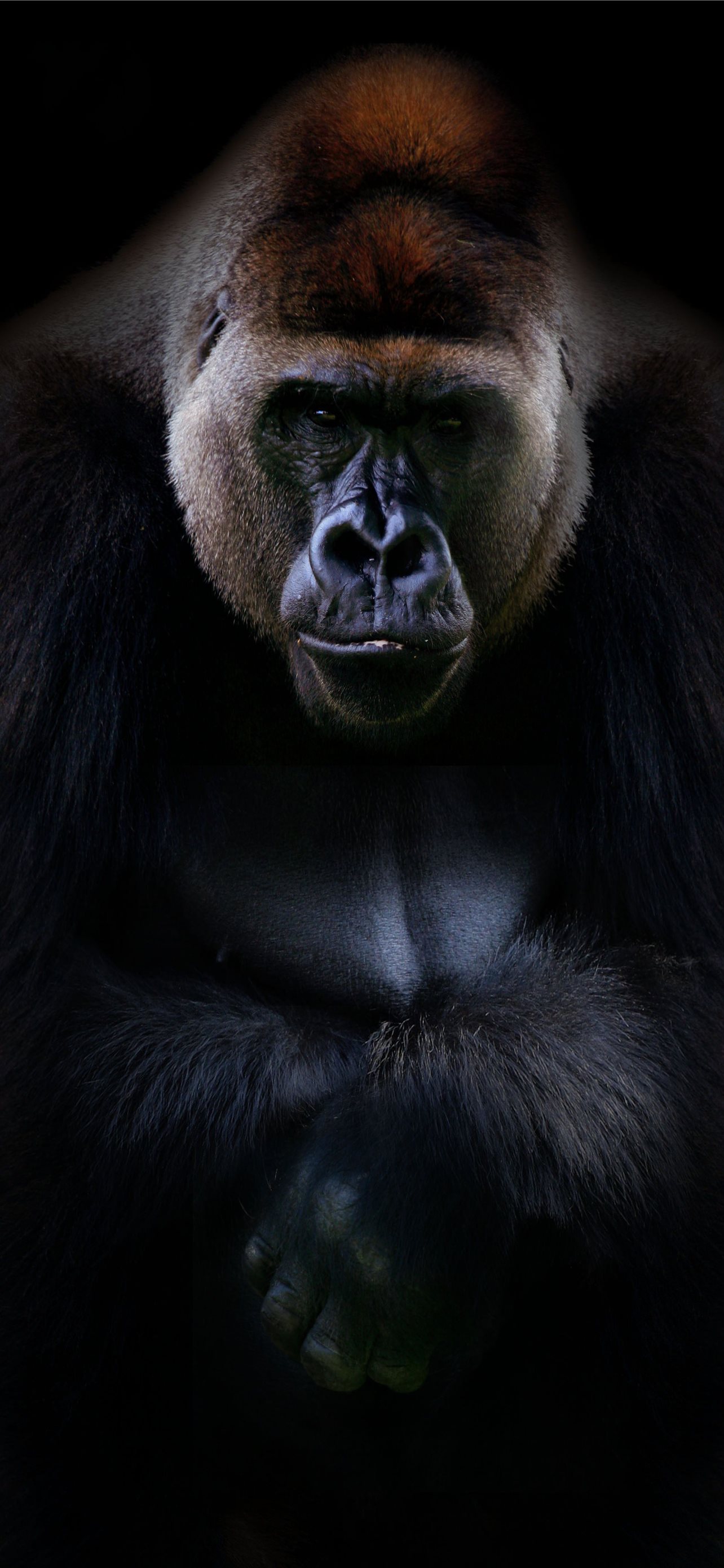 Gorilla Wallpapers