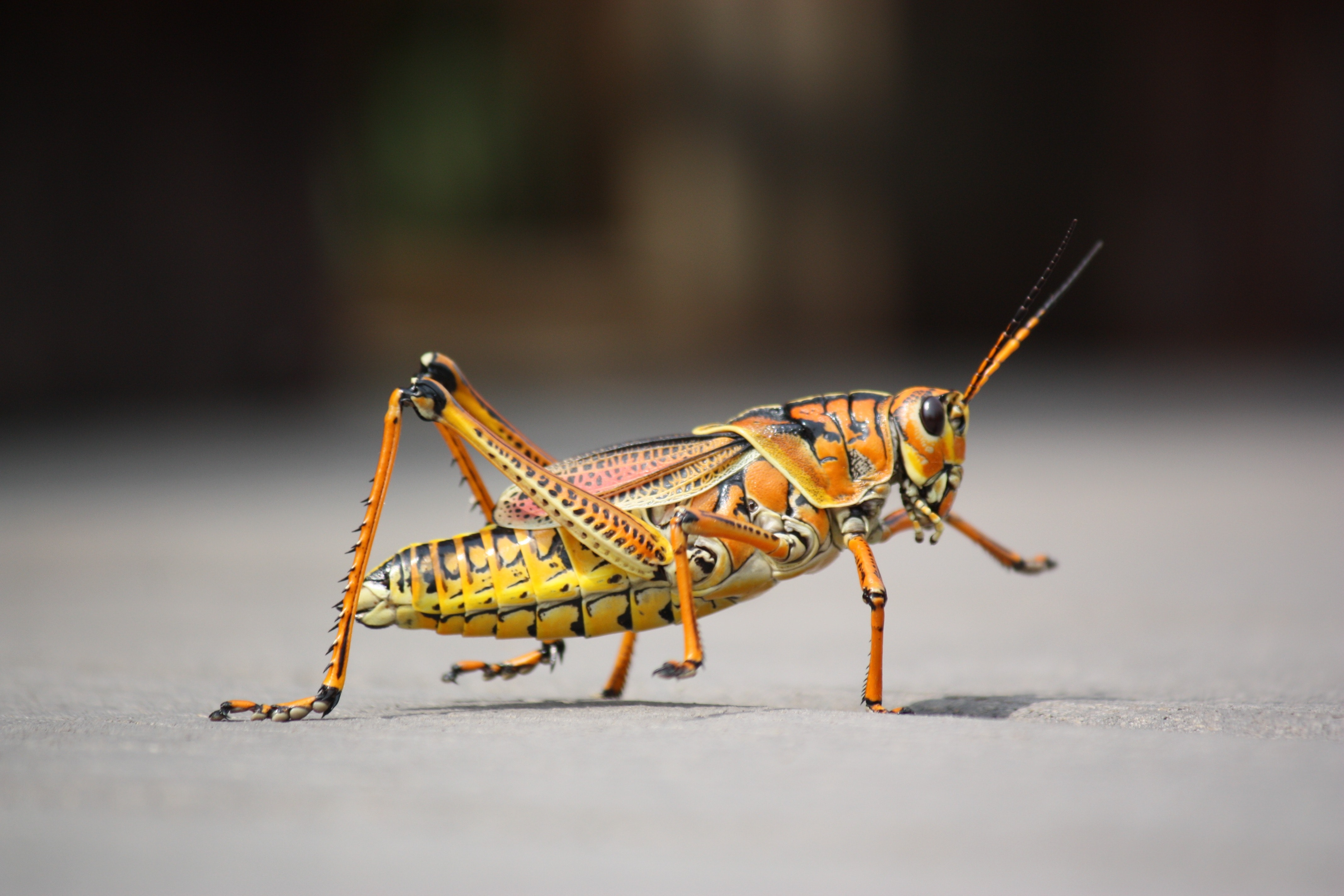 Grasshopper Wallpapers