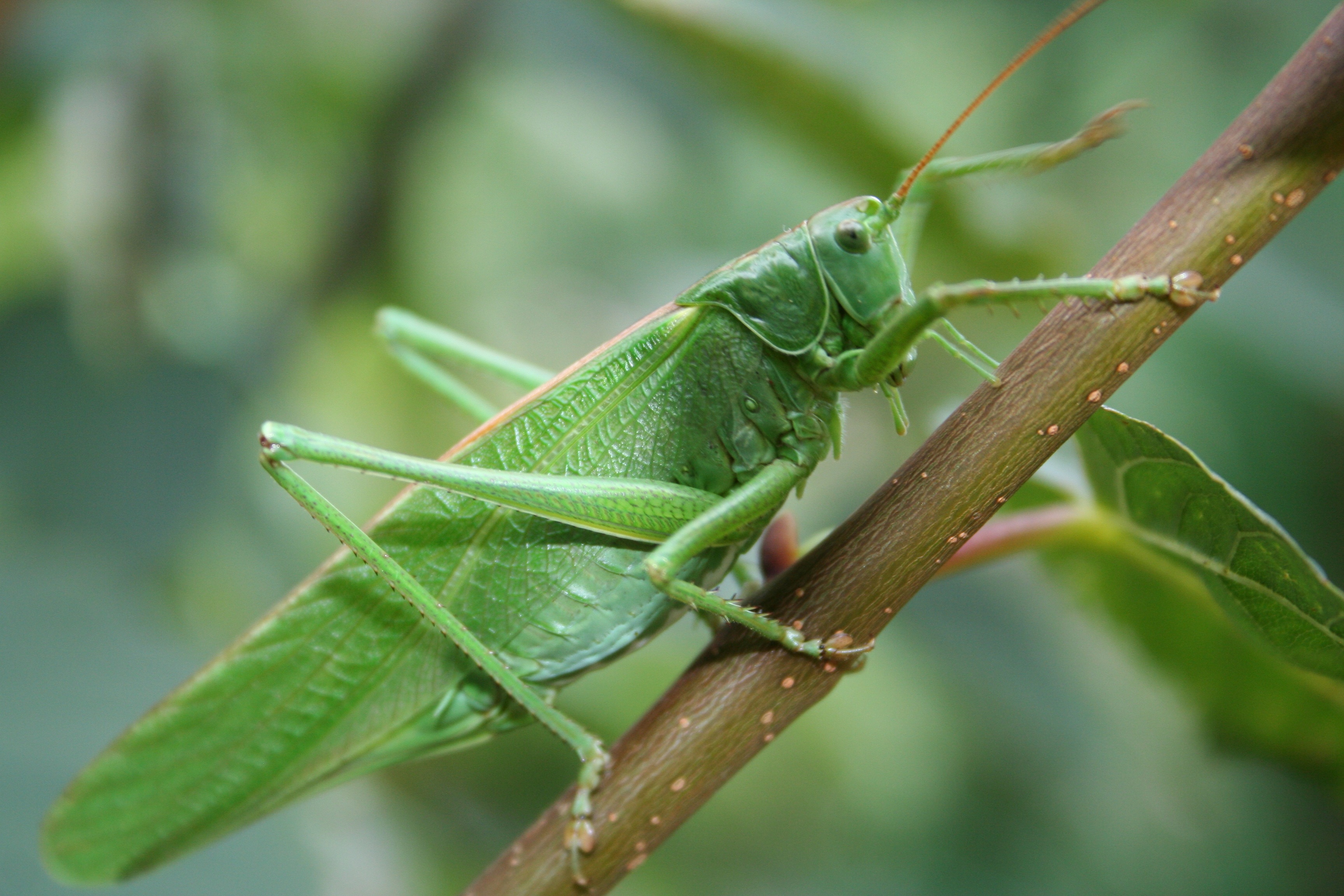 Grasshopper Wallpapers