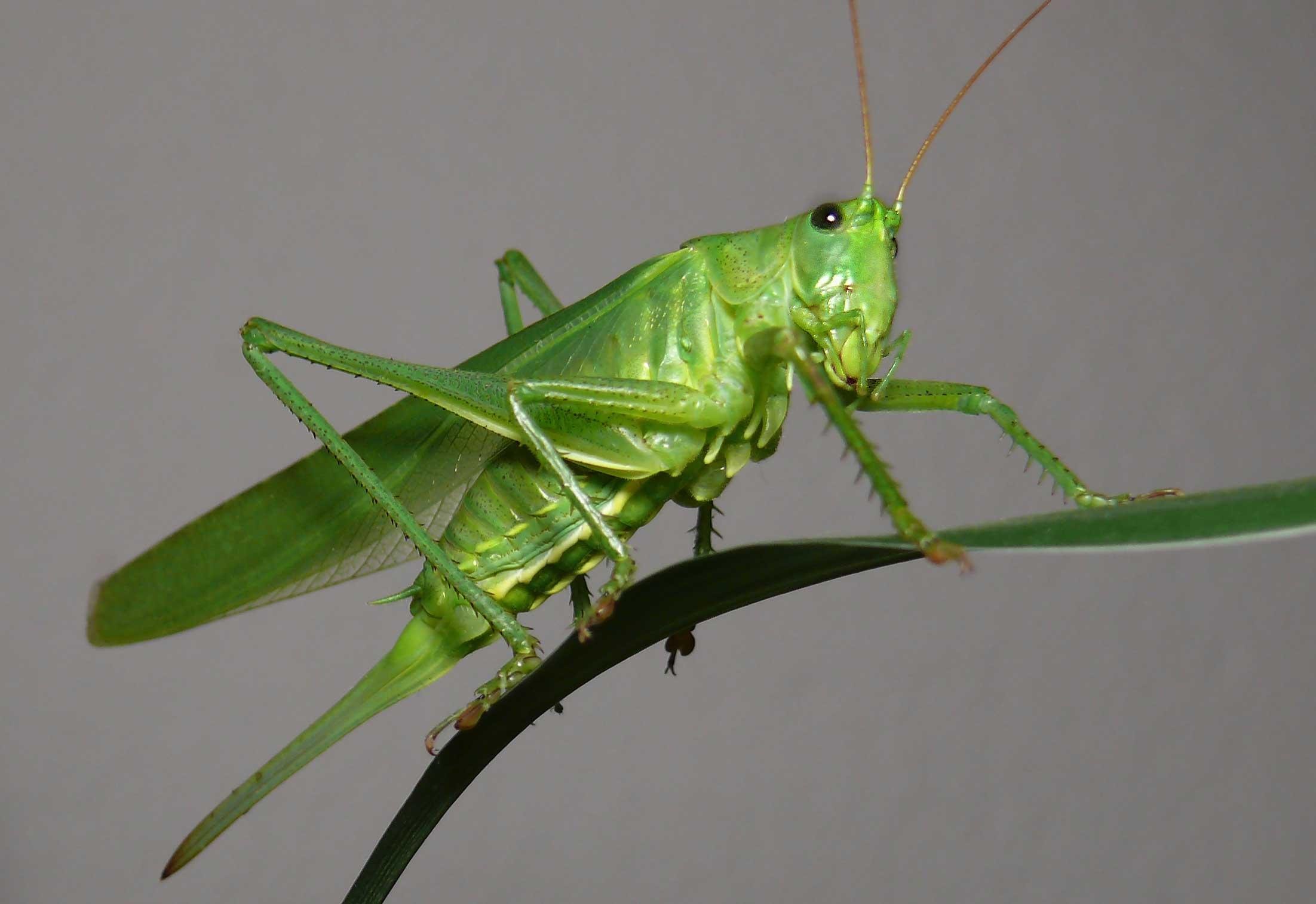 Grasshopper Wallpapers