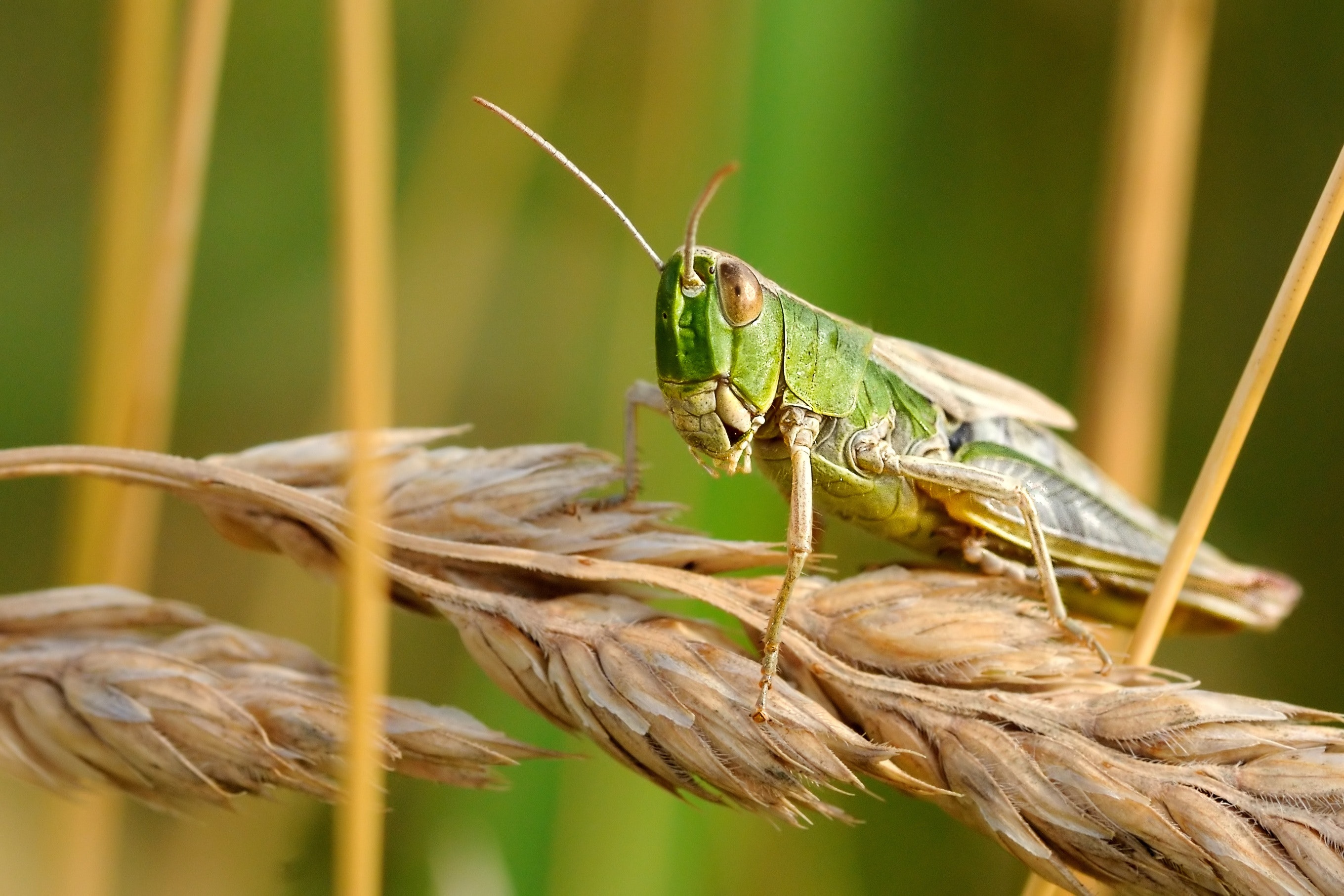 Grasshopper Wallpapers