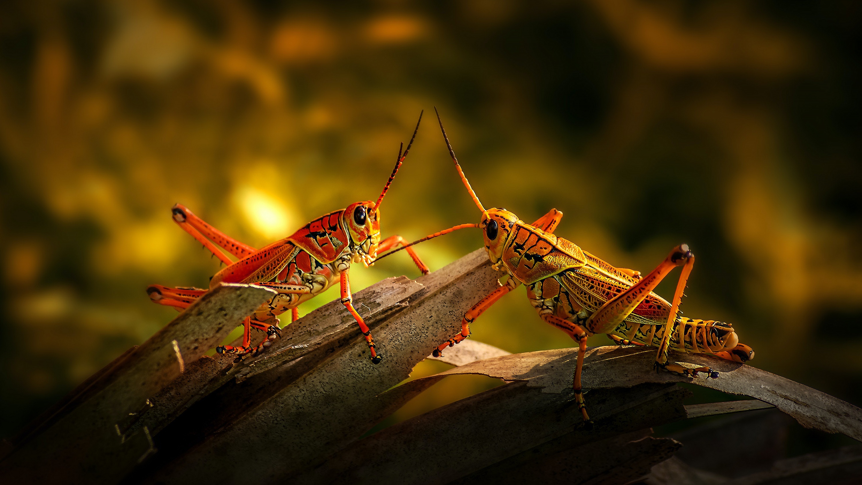 Grasshopper Wallpapers