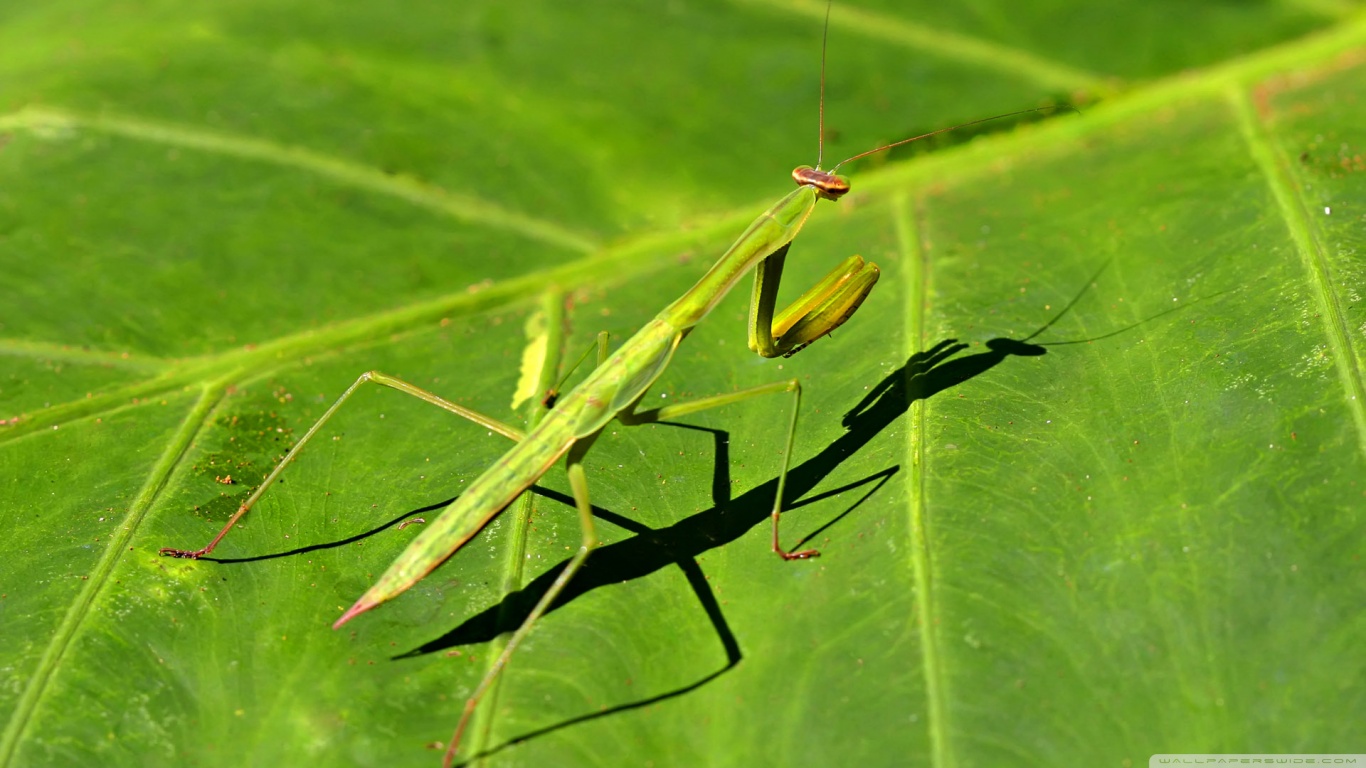 Grasshopper Wallpapers