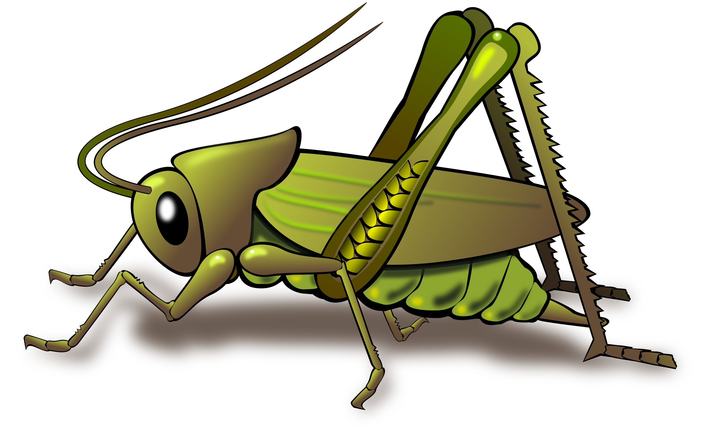 Grasshopper Wallpapers