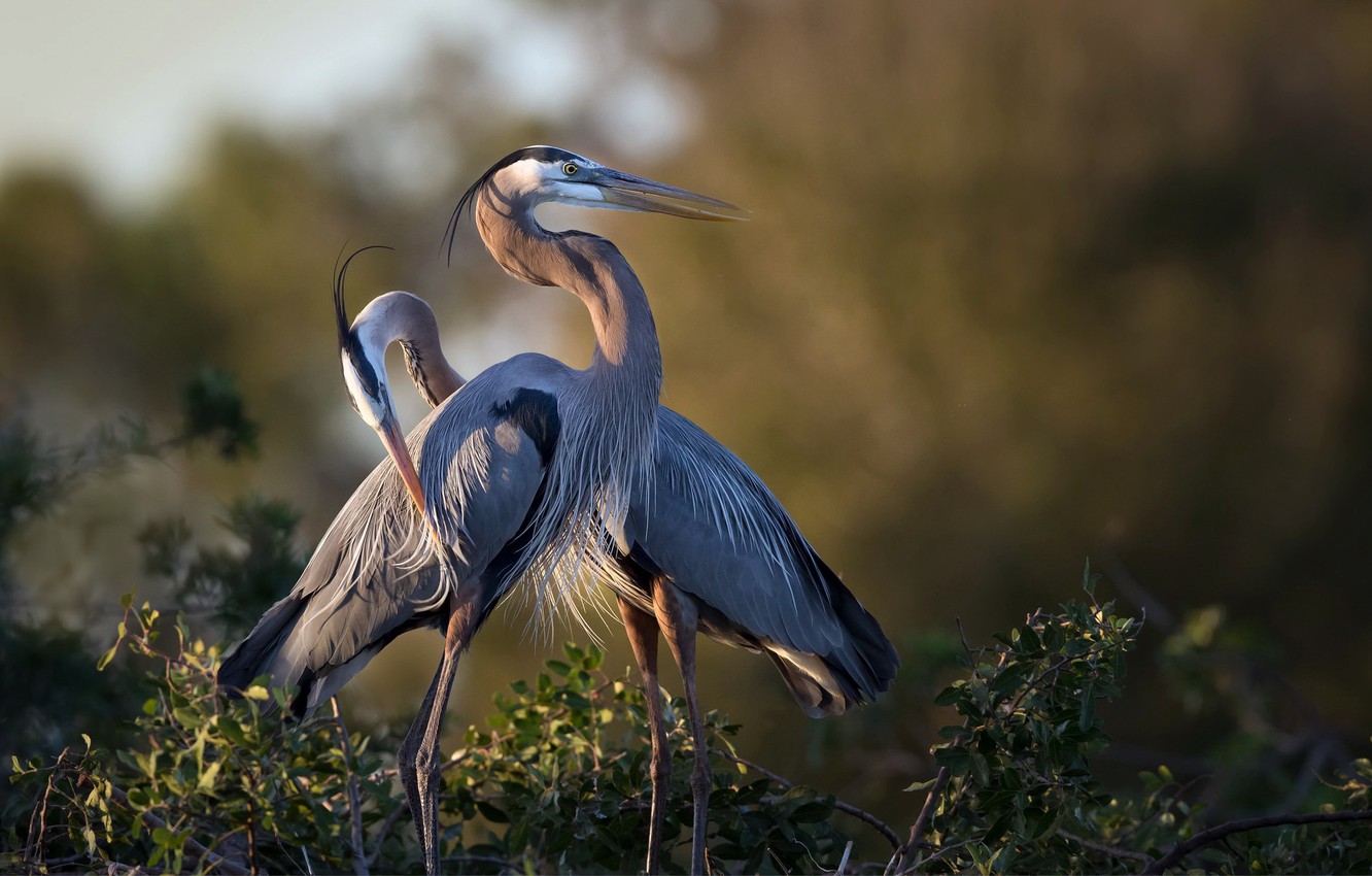 Great Blue Heron Wallpapers