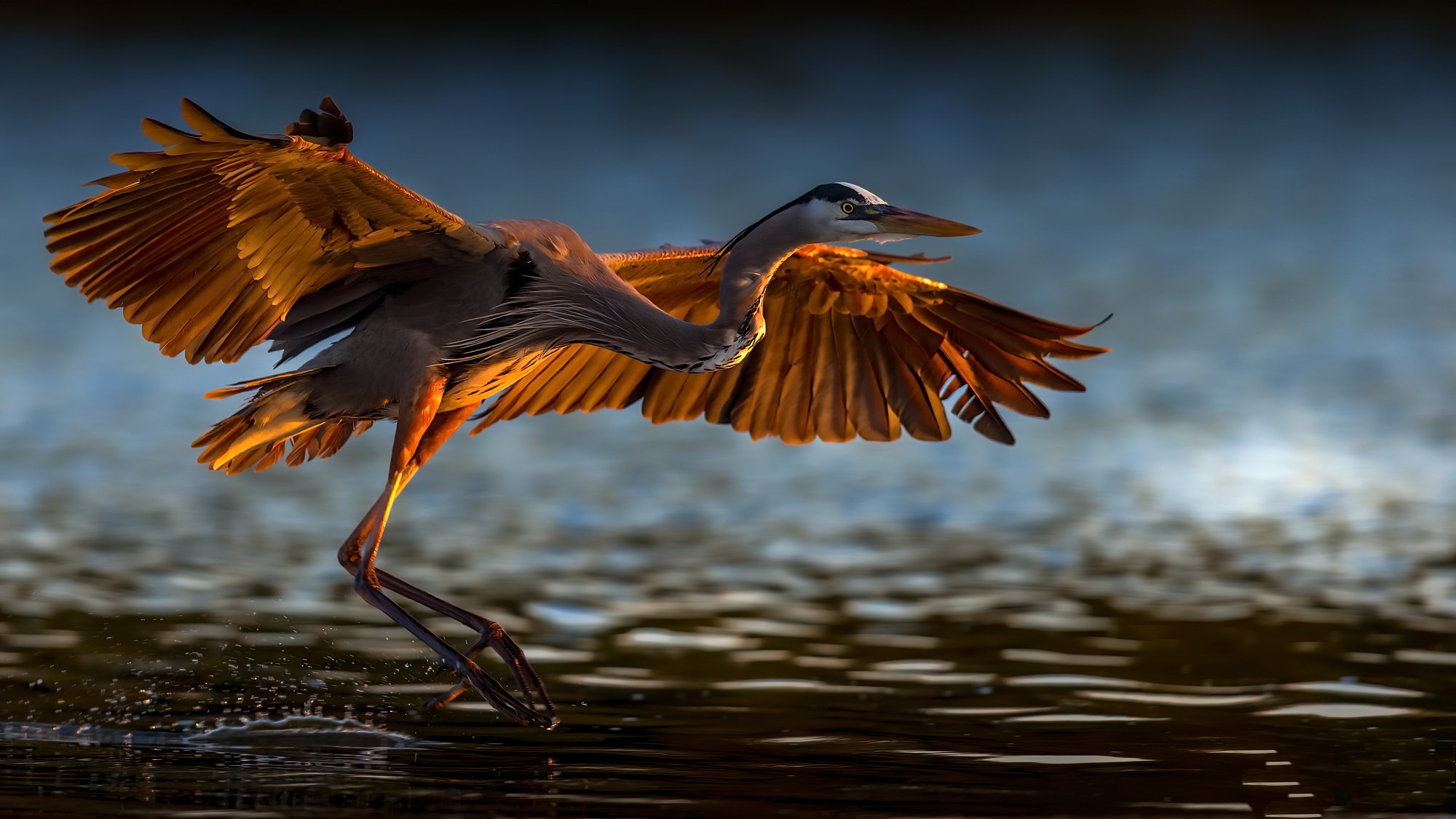 Great Blue Heron Wallpapers