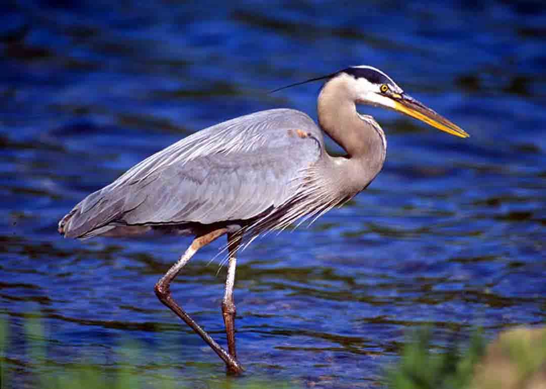 Great Blue Heron Wallpapers