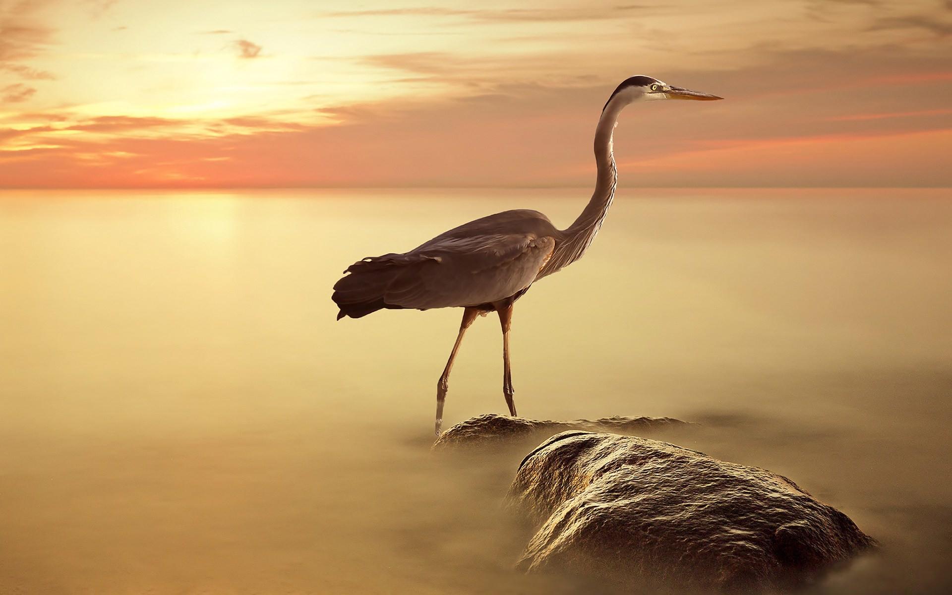 Great Blue Heron Wallpapers