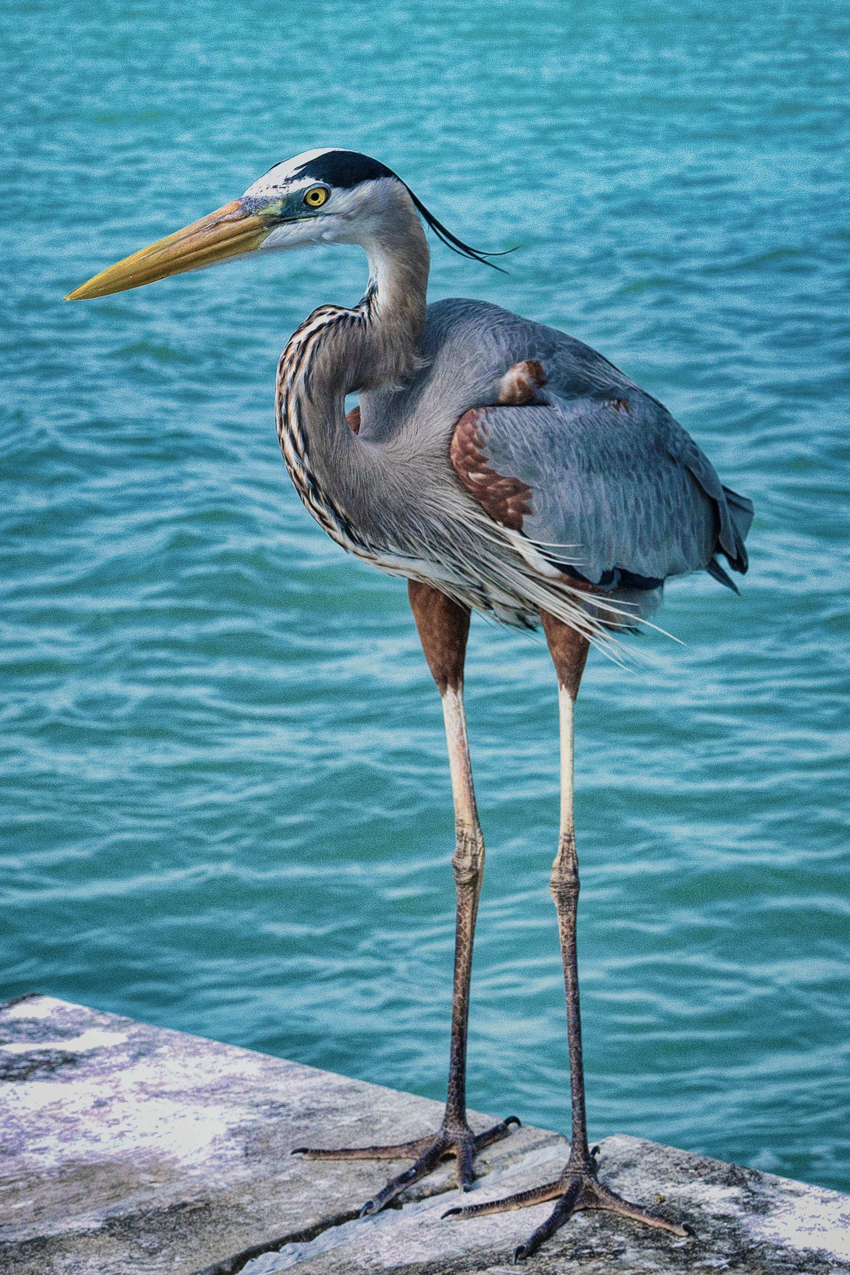 Great Blue Heron Wallpapers