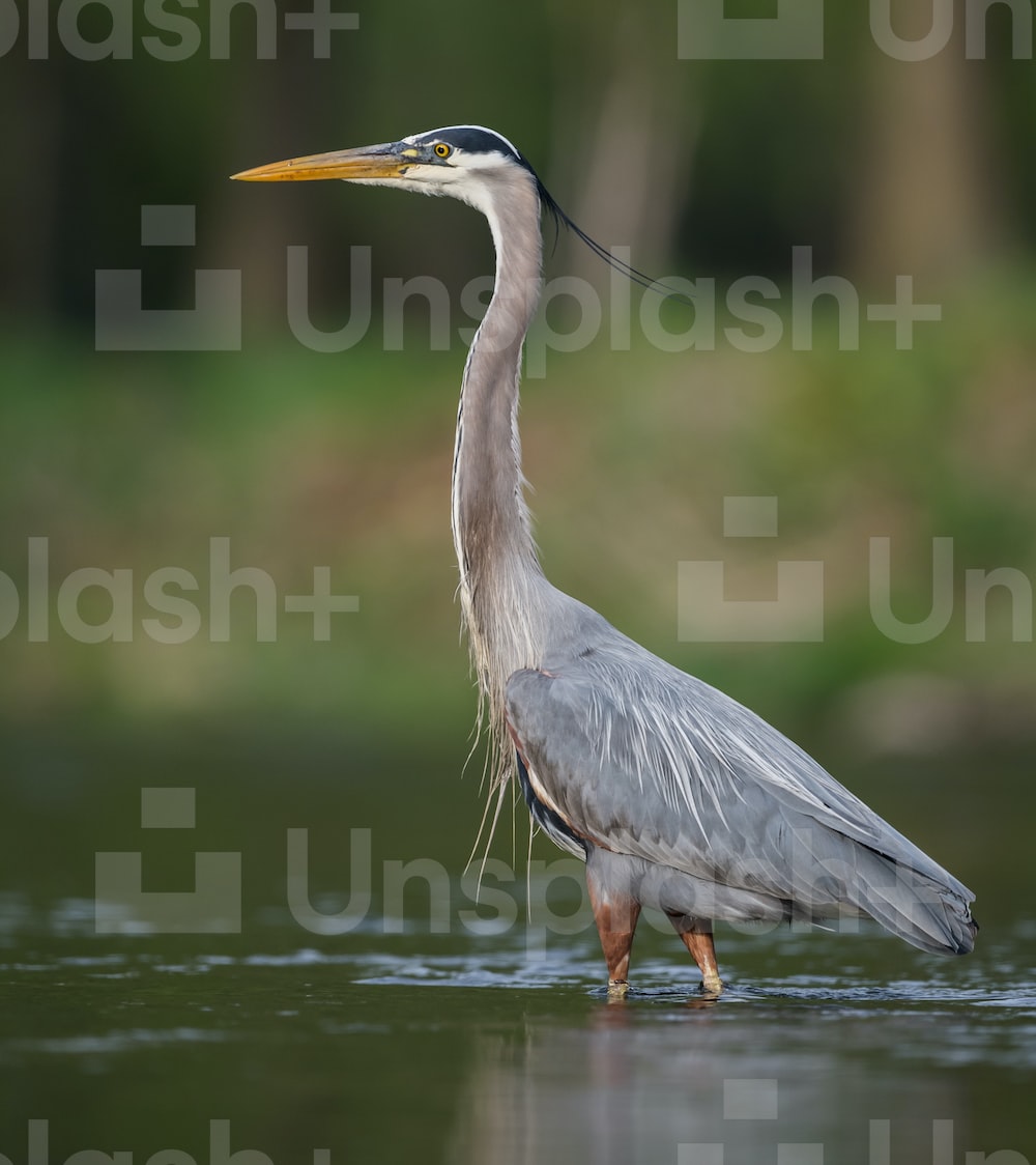 Great Blue Heron Wallpapers