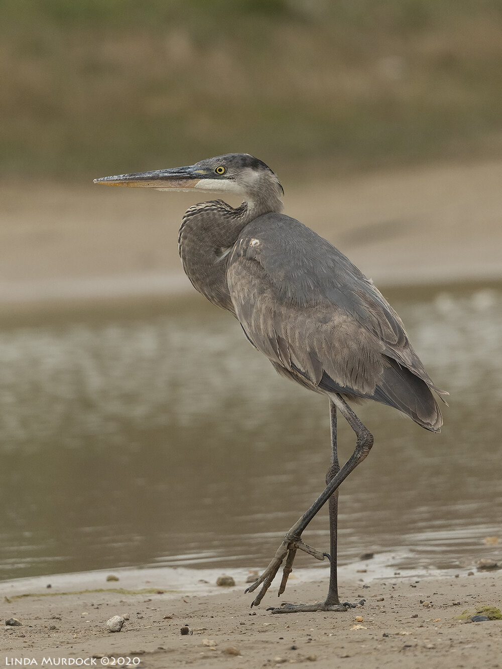 Great Blue Heron Wallpapers