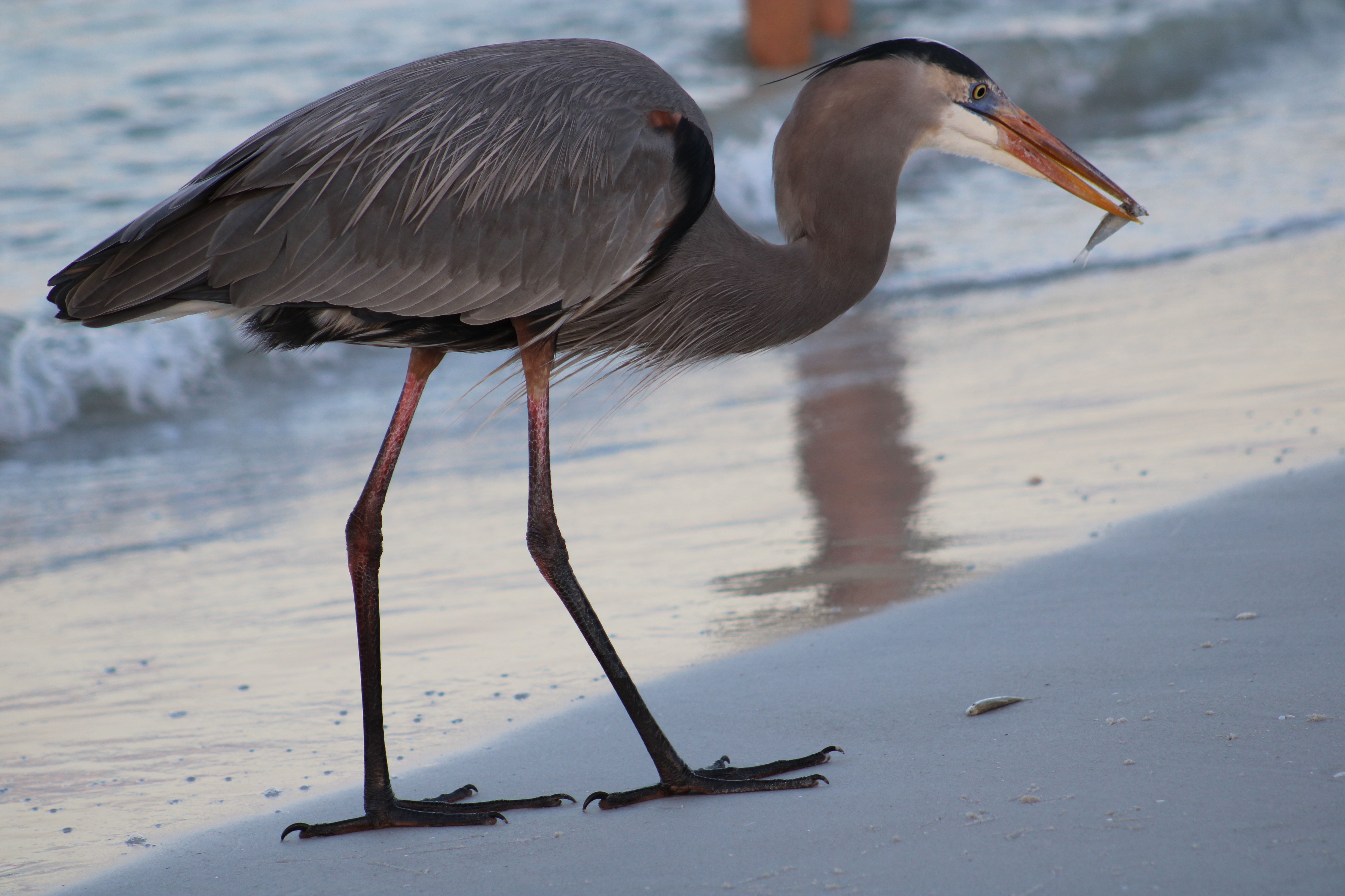 Great Blue Heron Wallpapers