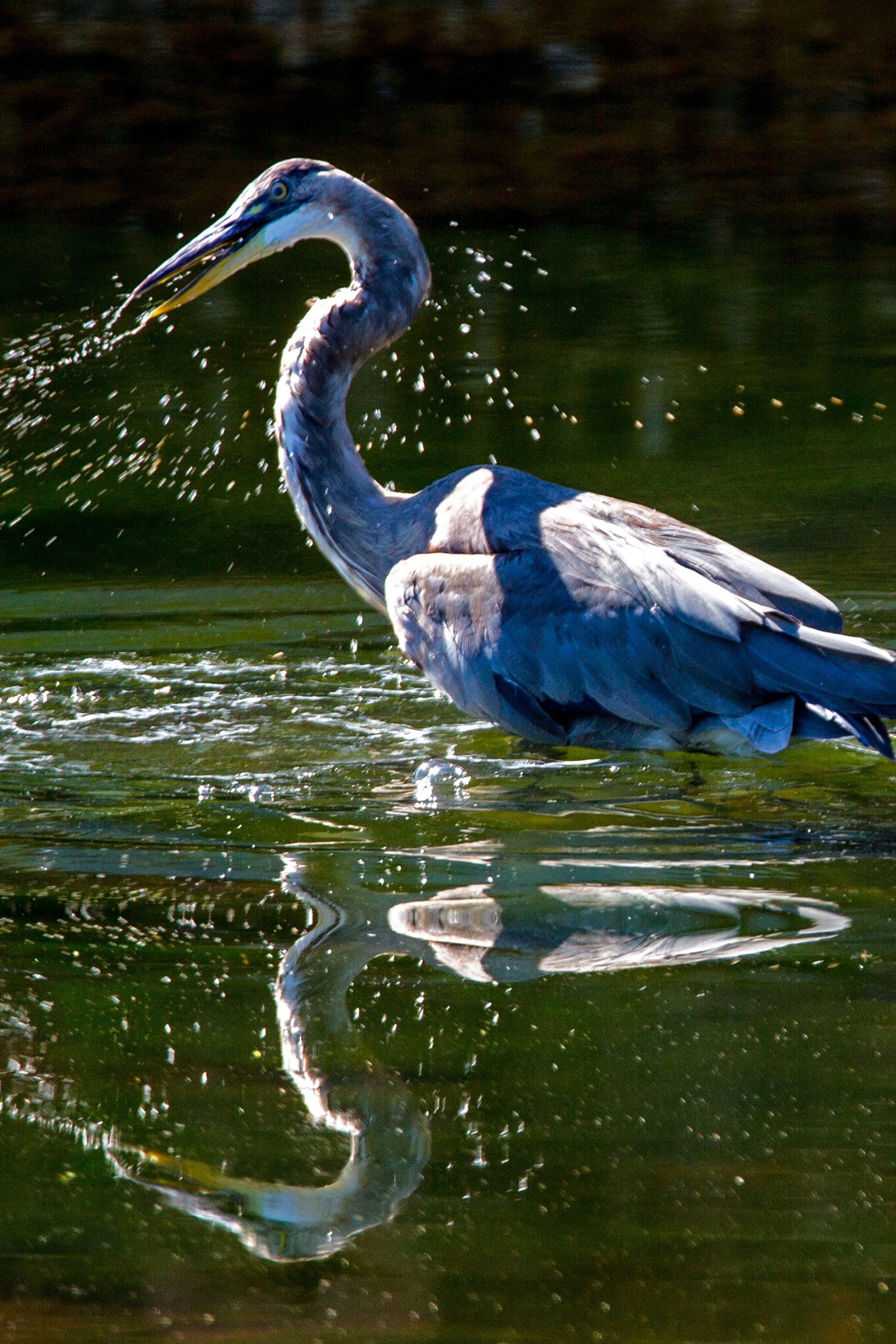 Great Blue Heron Wallpapers