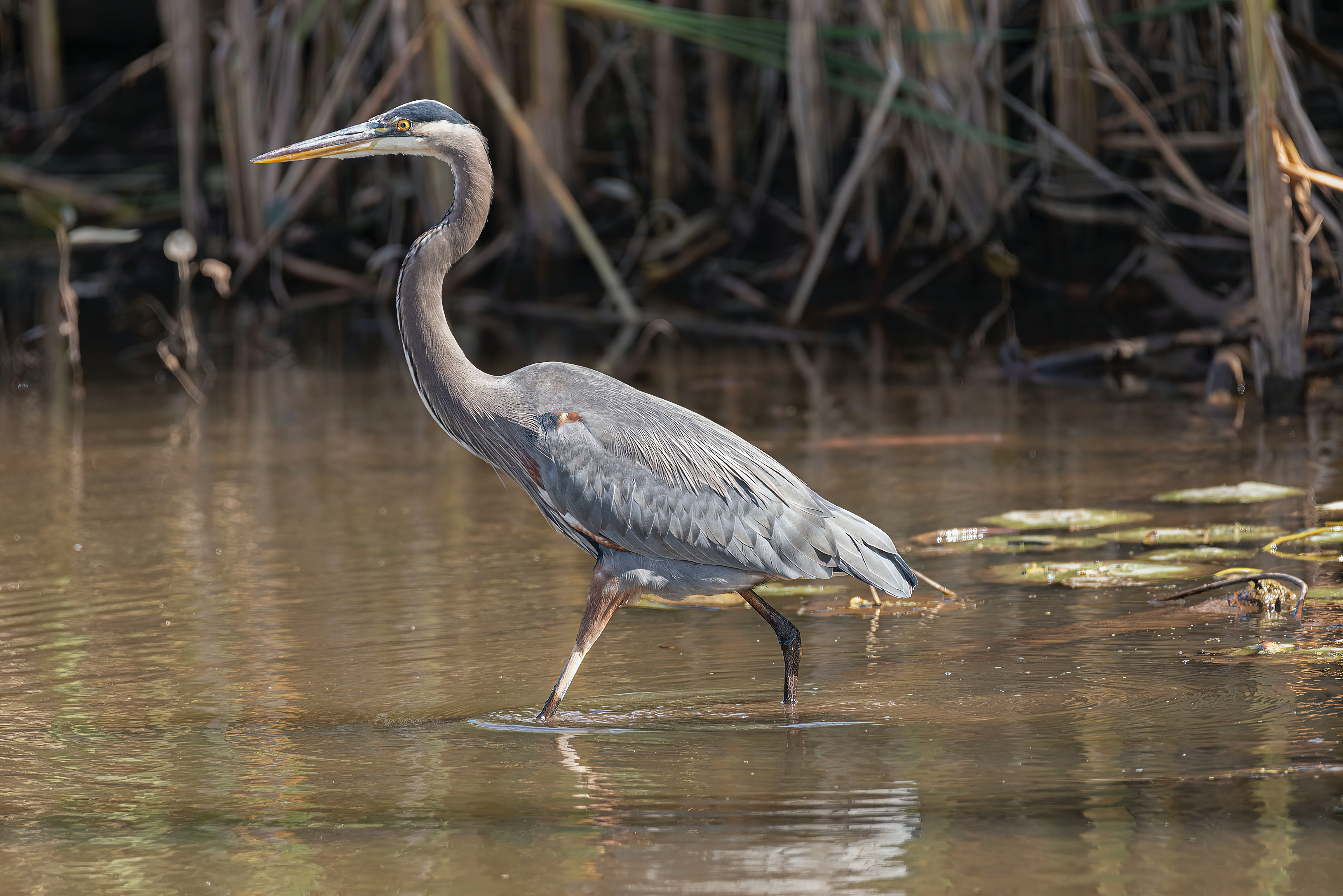 Great Blue Heron Wallpapers