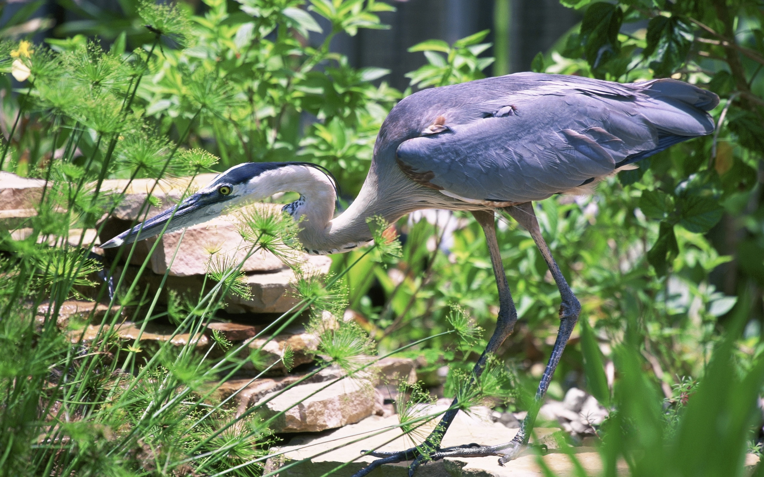 Great Blue Heron Wallpapers