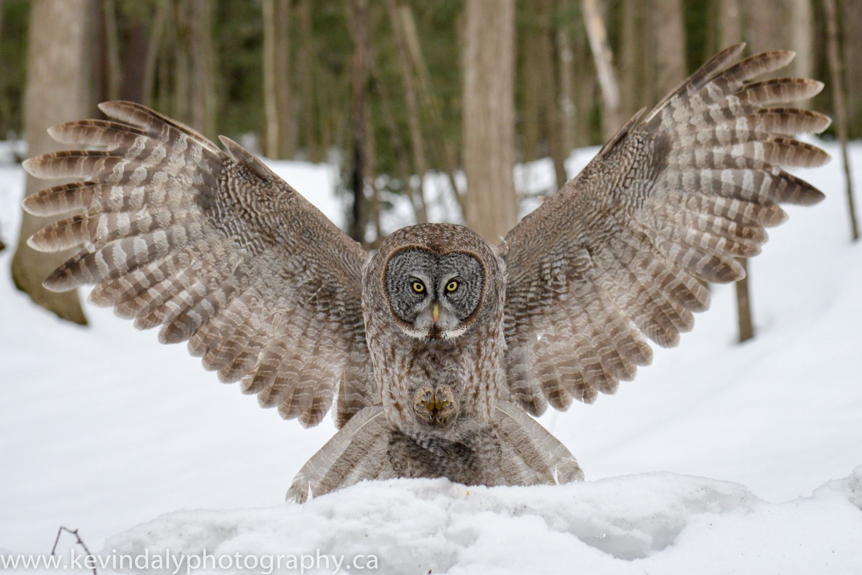 Great Grey Owl Wallpapers