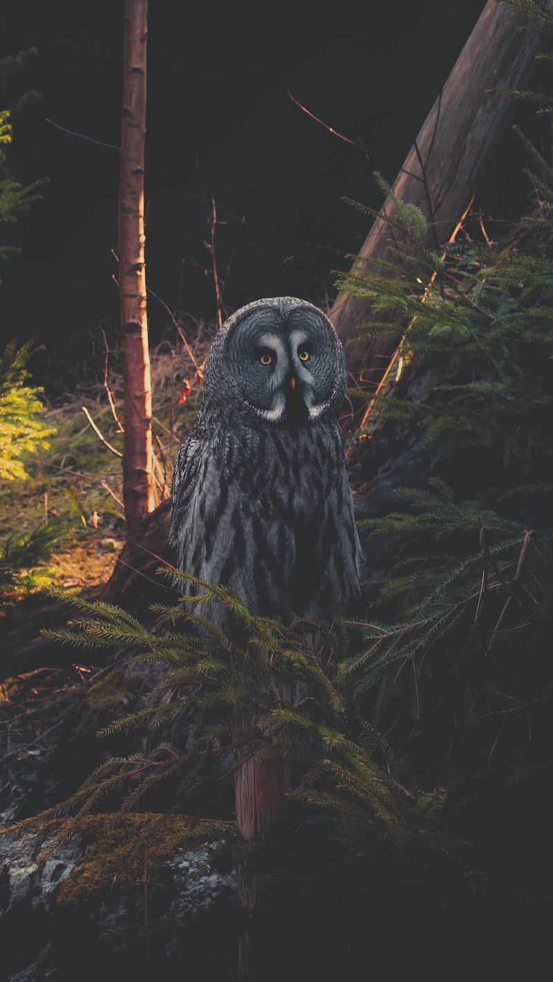 Great Grey Owl Wallpapers