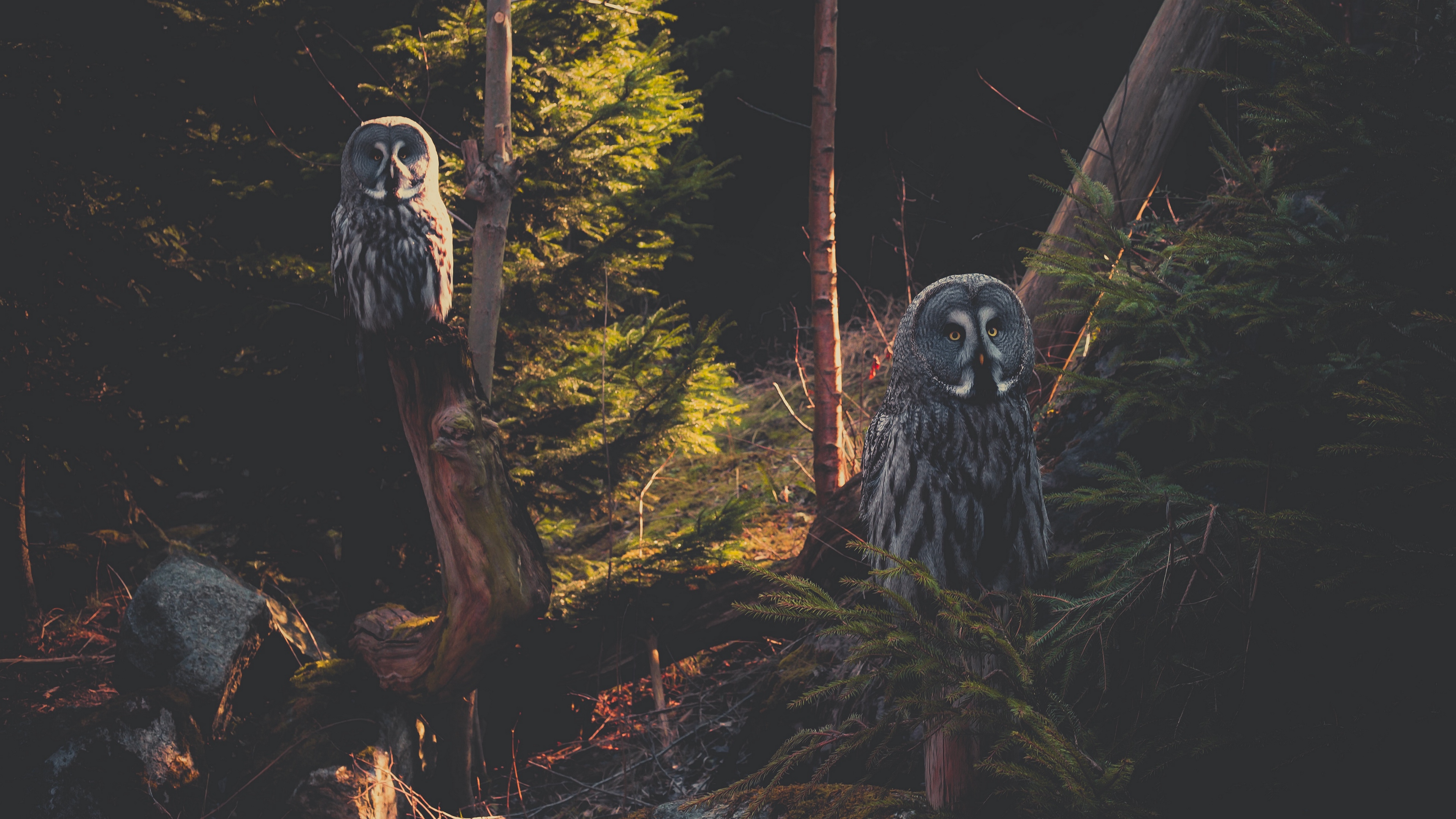 Great Grey Owl Wallpapers