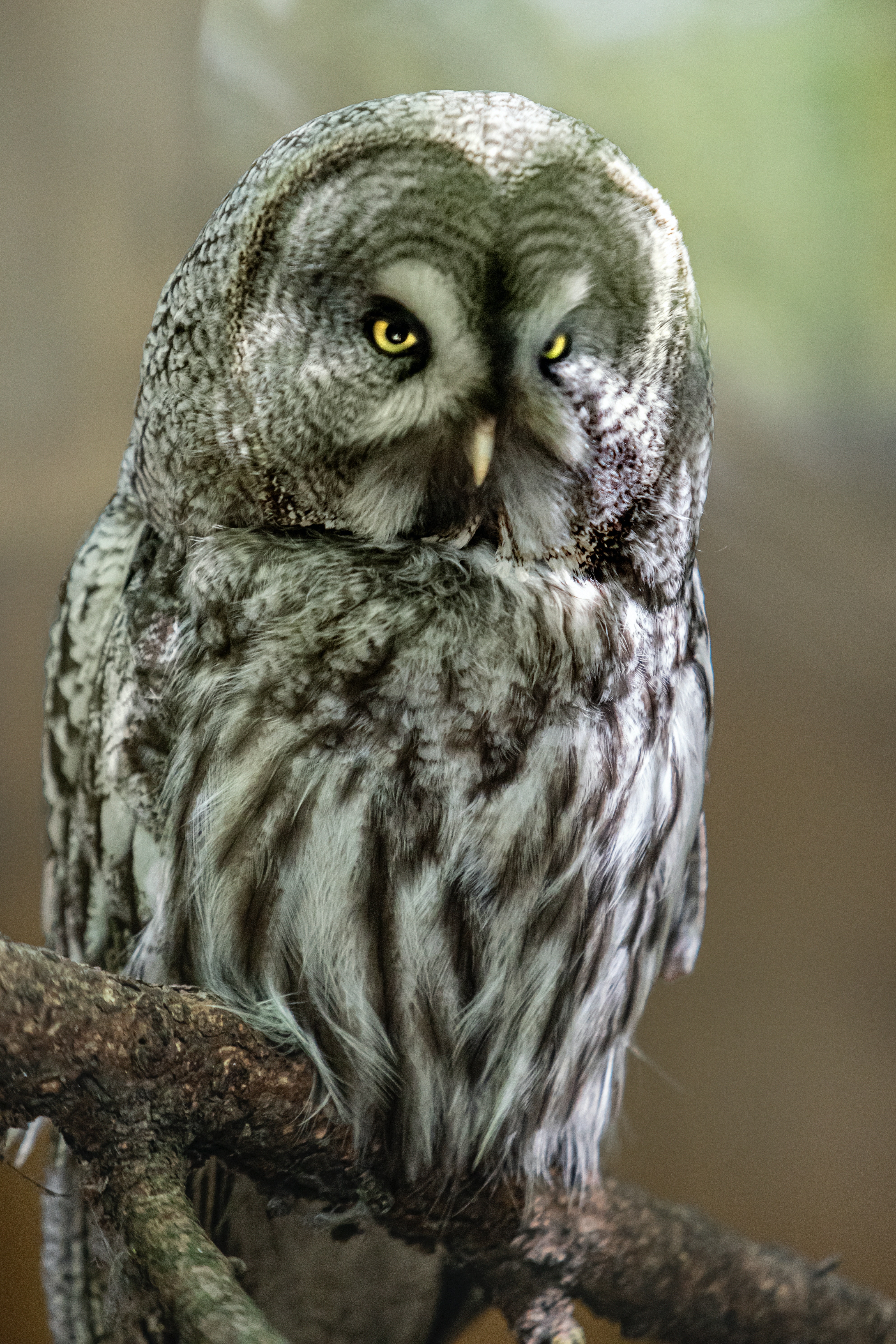 Great Grey Owl Wallpapers