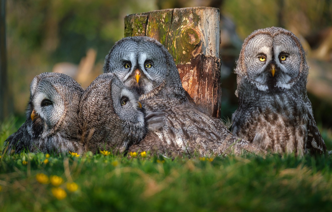 Great Grey Owl Wallpapers