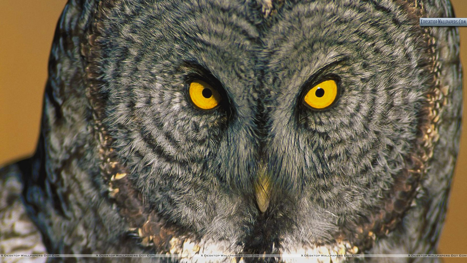 Great Grey Owl Wallpapers