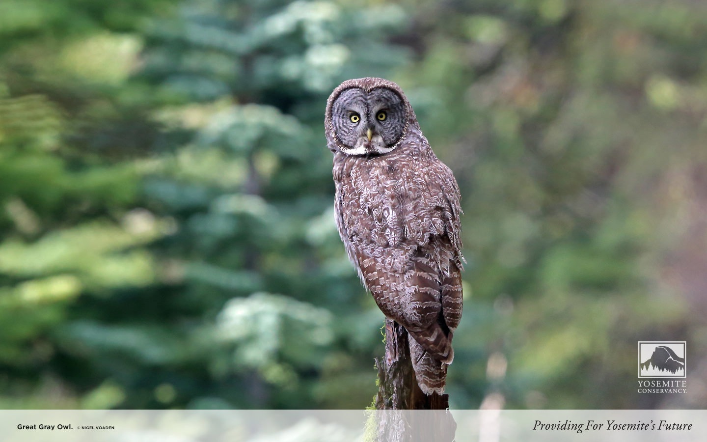 Great Grey Owl Wallpapers