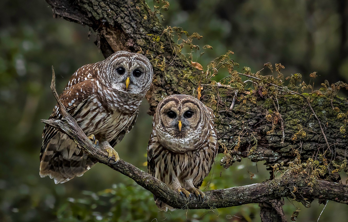 Great Grey Owl Wallpapers