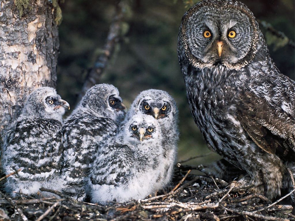 Great Grey Owl Wallpapers