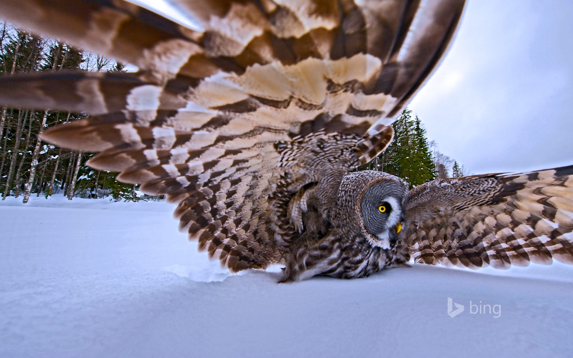 Great Grey Owl Wallpapers