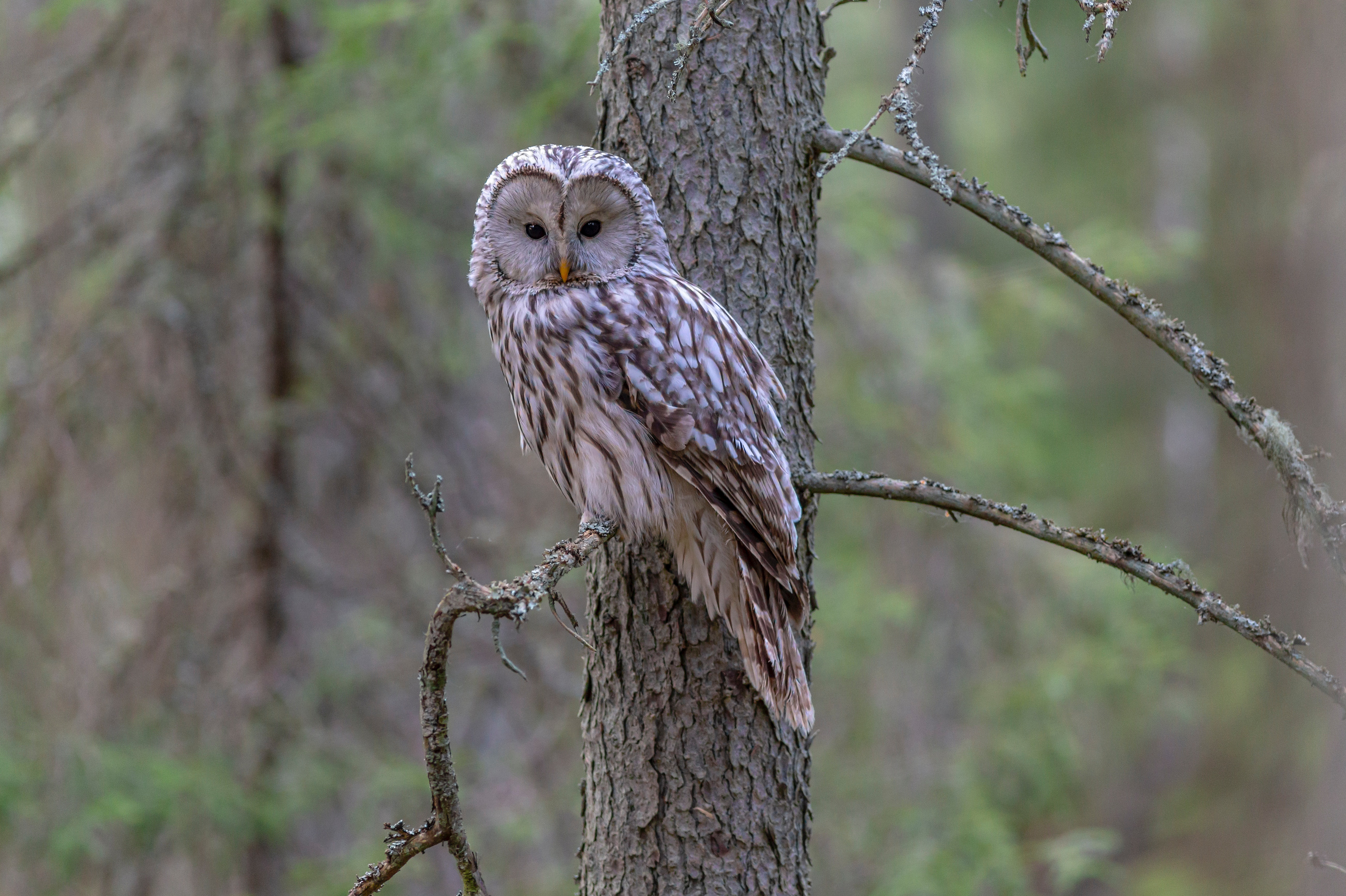 Great Grey Owl Wallpapers