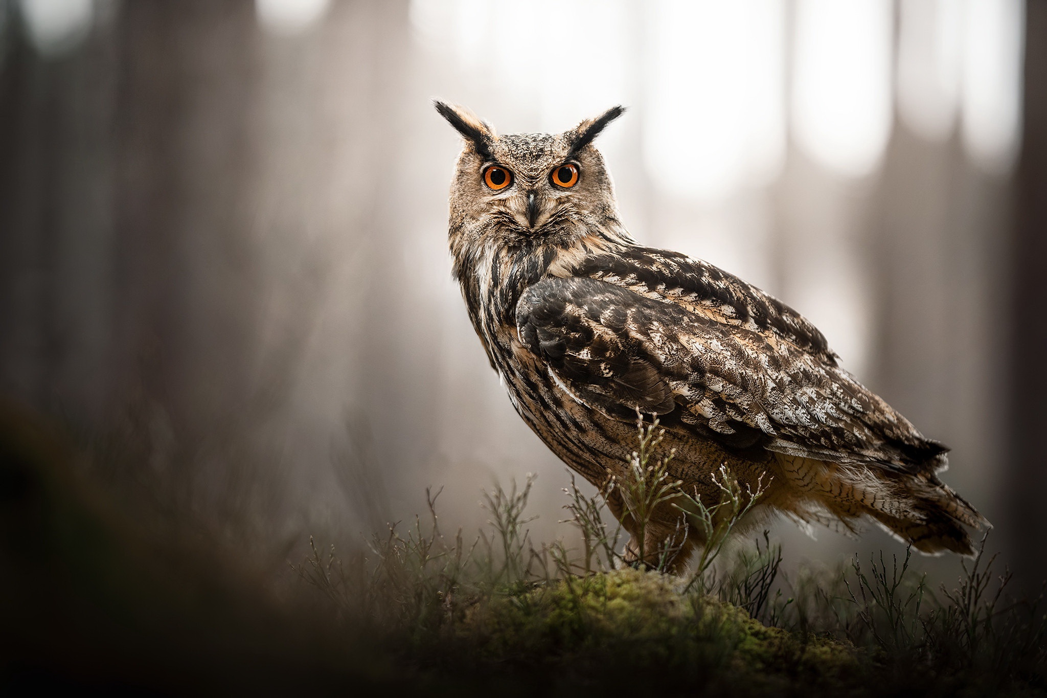 Great Horned Owl Wallpapers