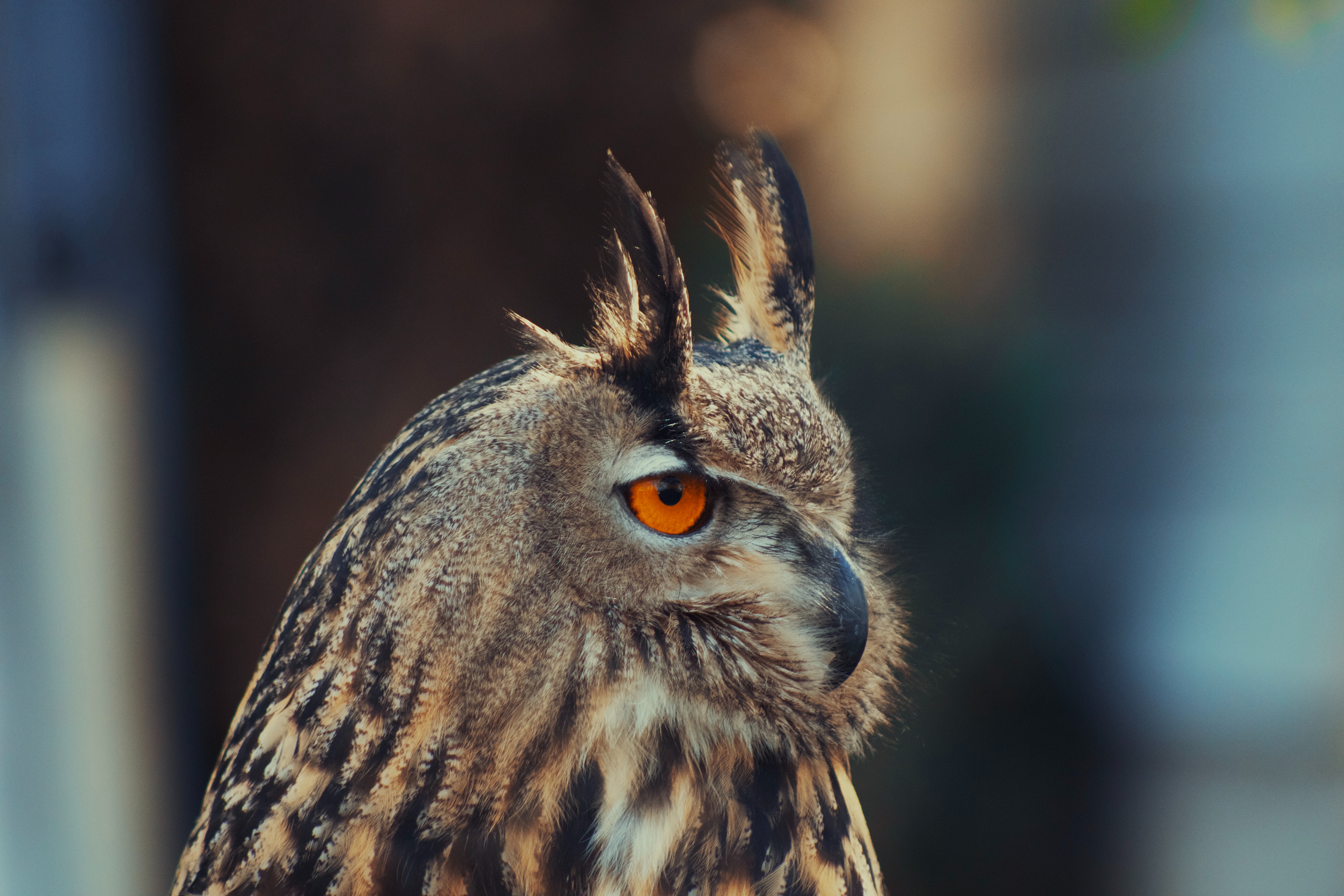 Great Horned Owl Wallpapers