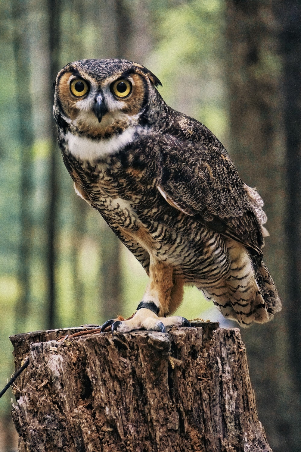 Great Horned Owl Wallpapers