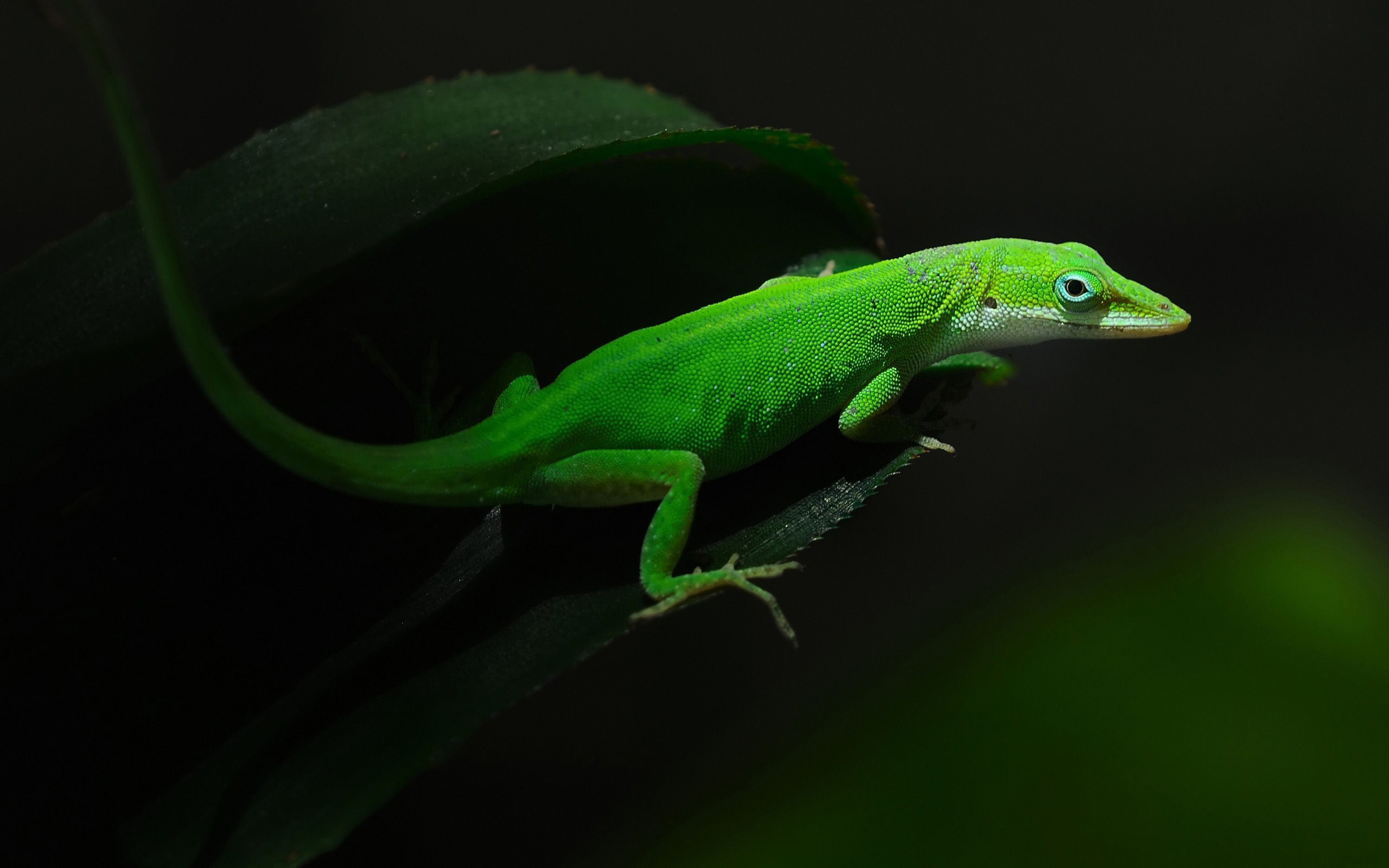 Green Anole Wallpapers