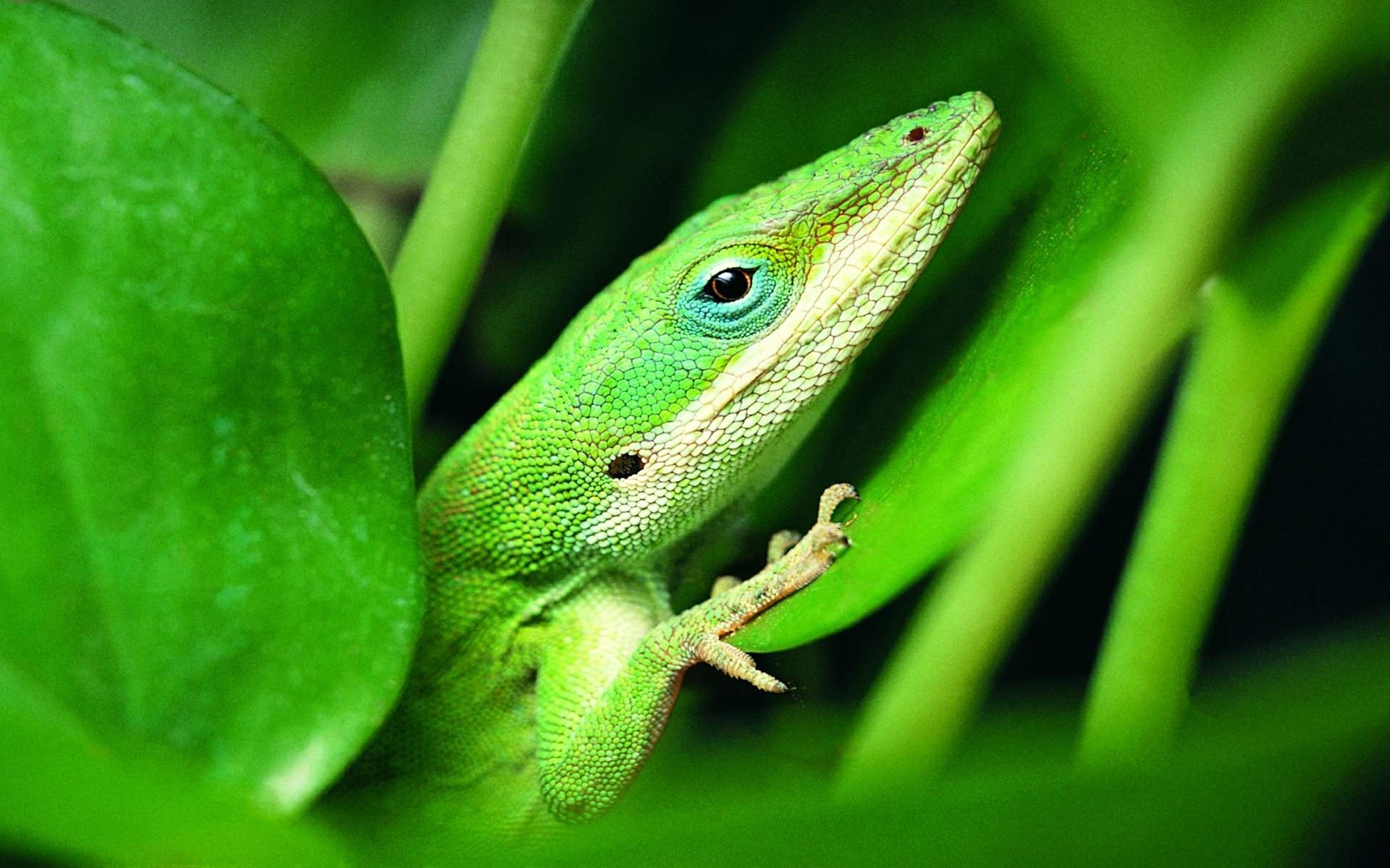 Green Anole Wallpapers