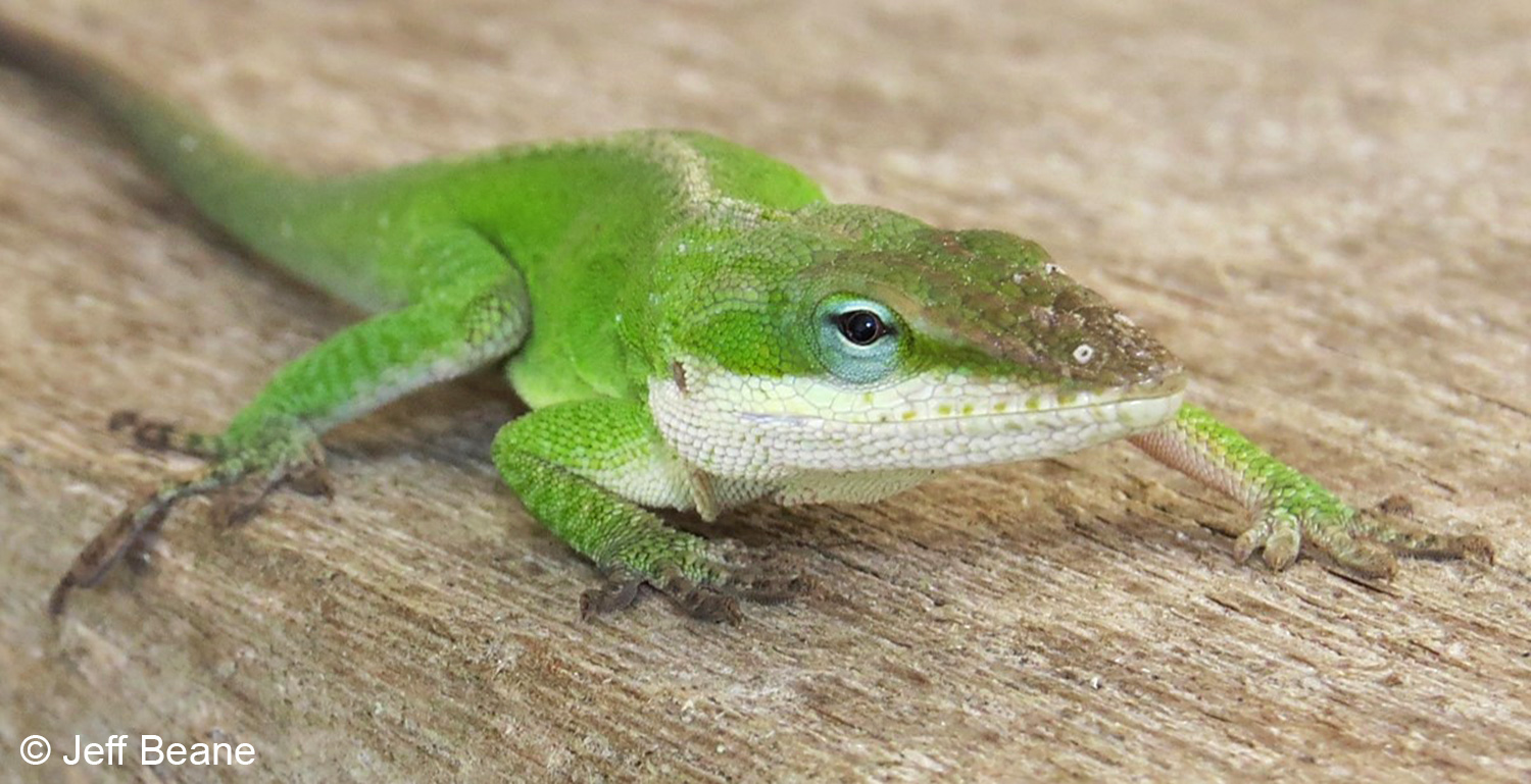 Green Anole Wallpapers