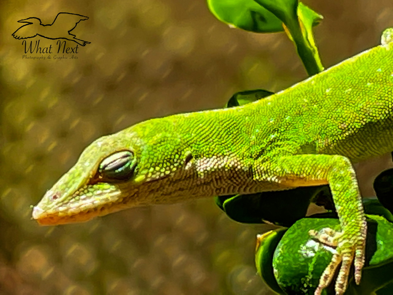 Green Anole Wallpapers