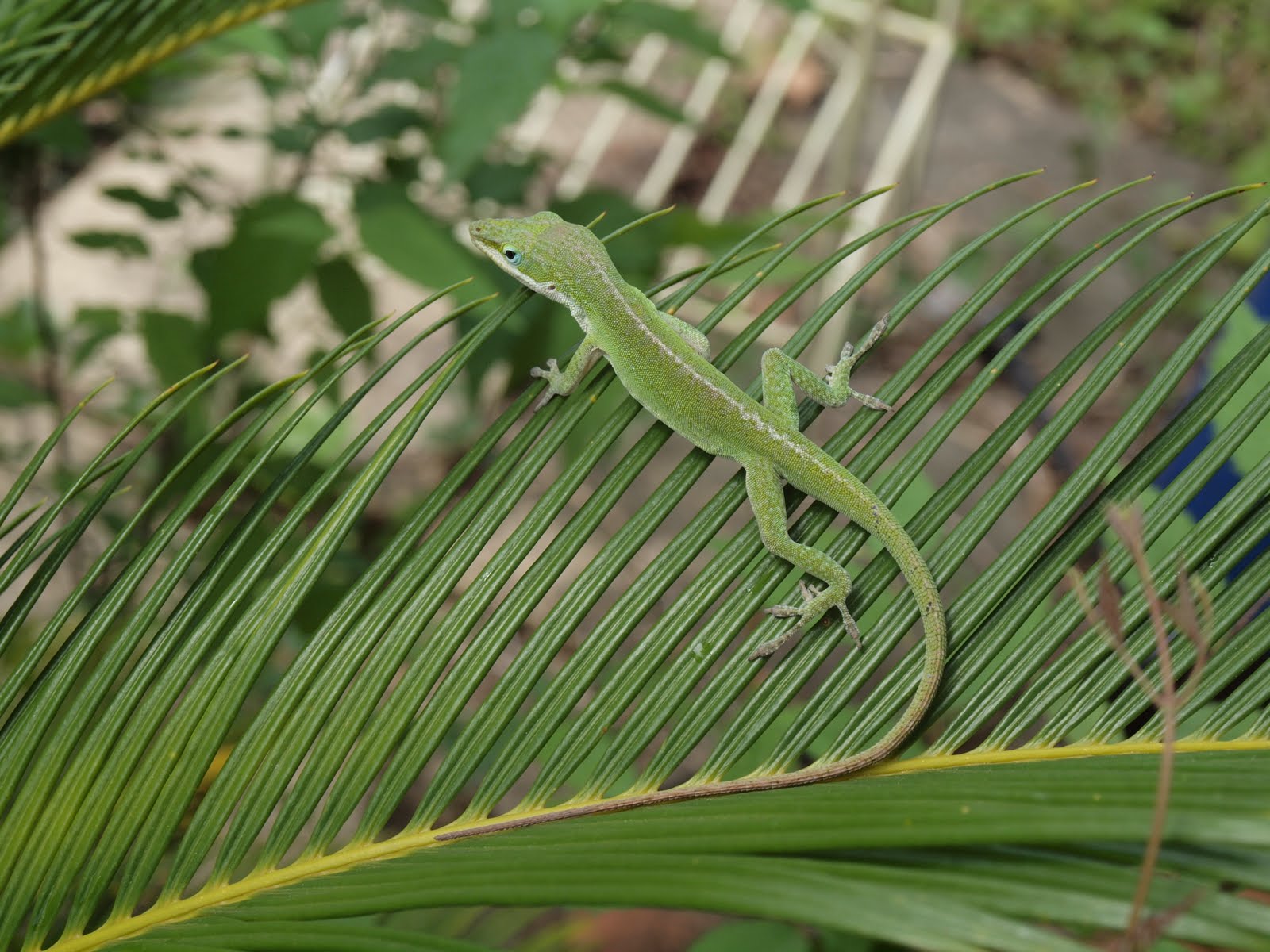 Green Anole Wallpapers