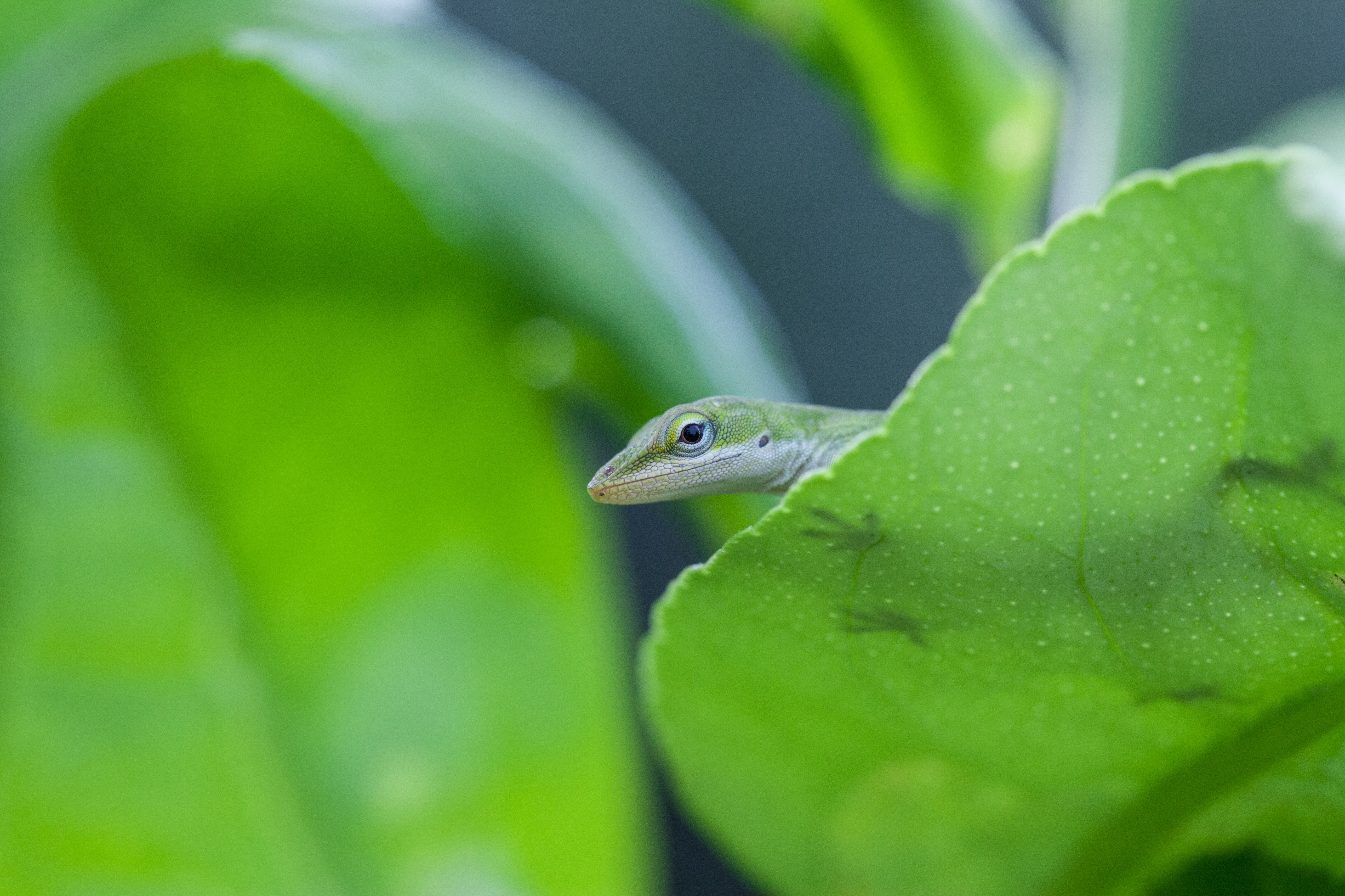 Green Anole Wallpapers