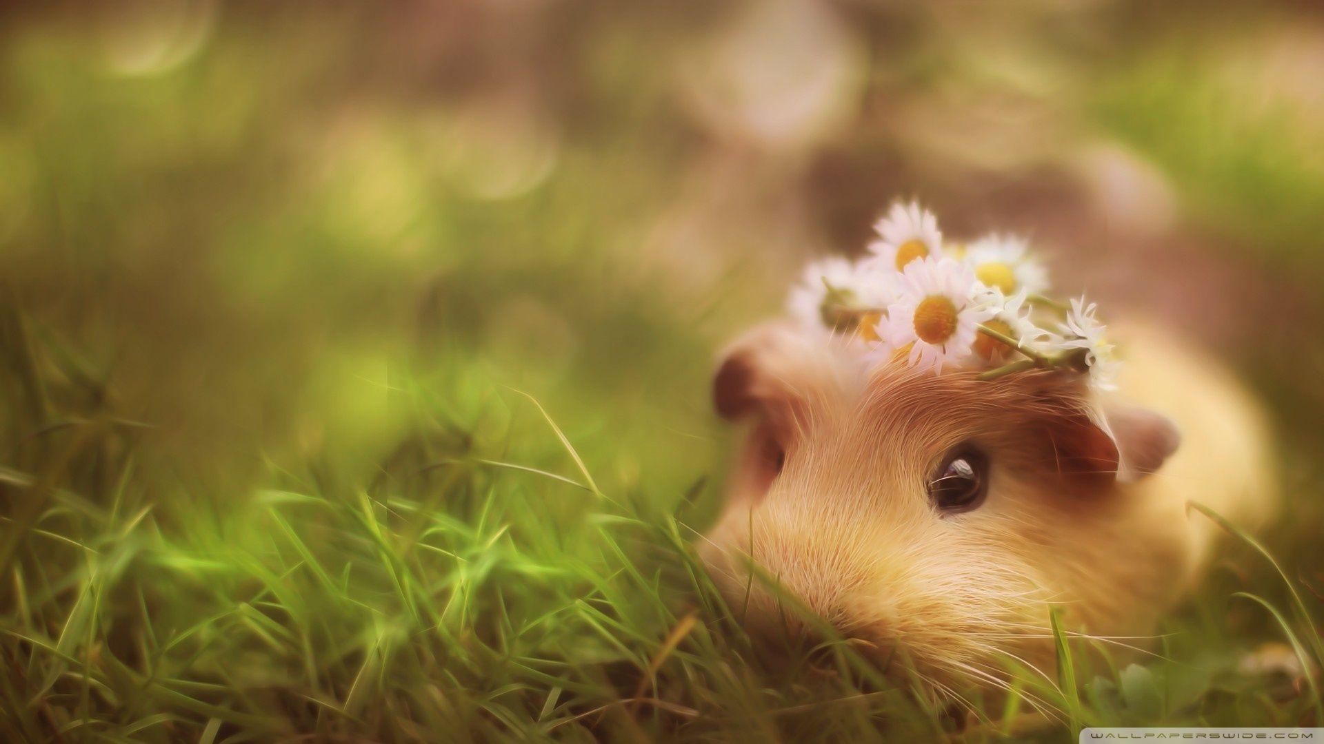 Guinea Pig Wallpapers