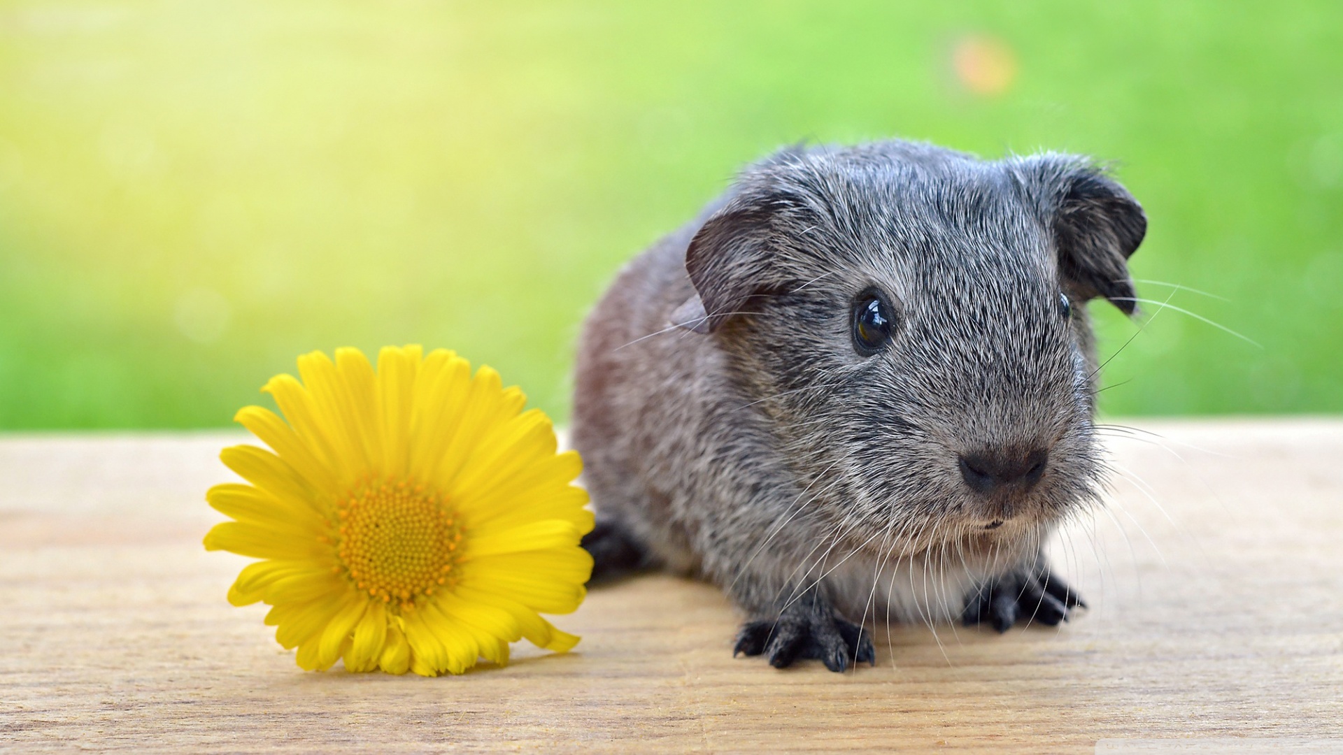 Guinea Pig Wallpapers