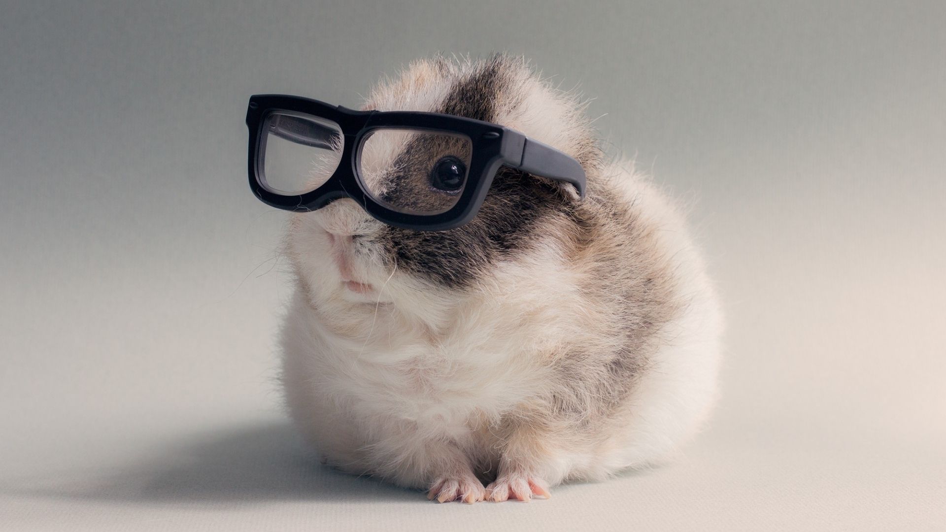 Guinea Pigs Wallpapers