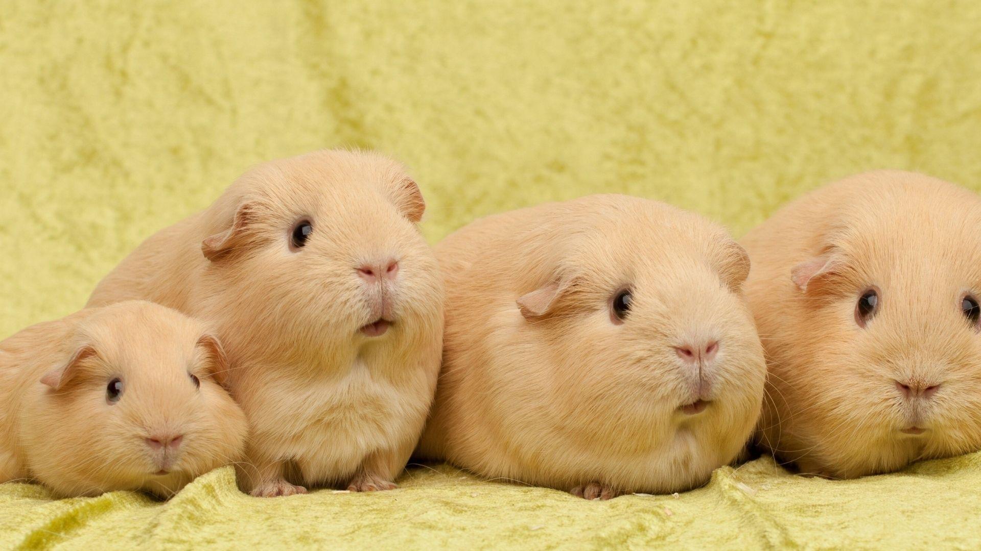 Guinea Pigs Wallpapers