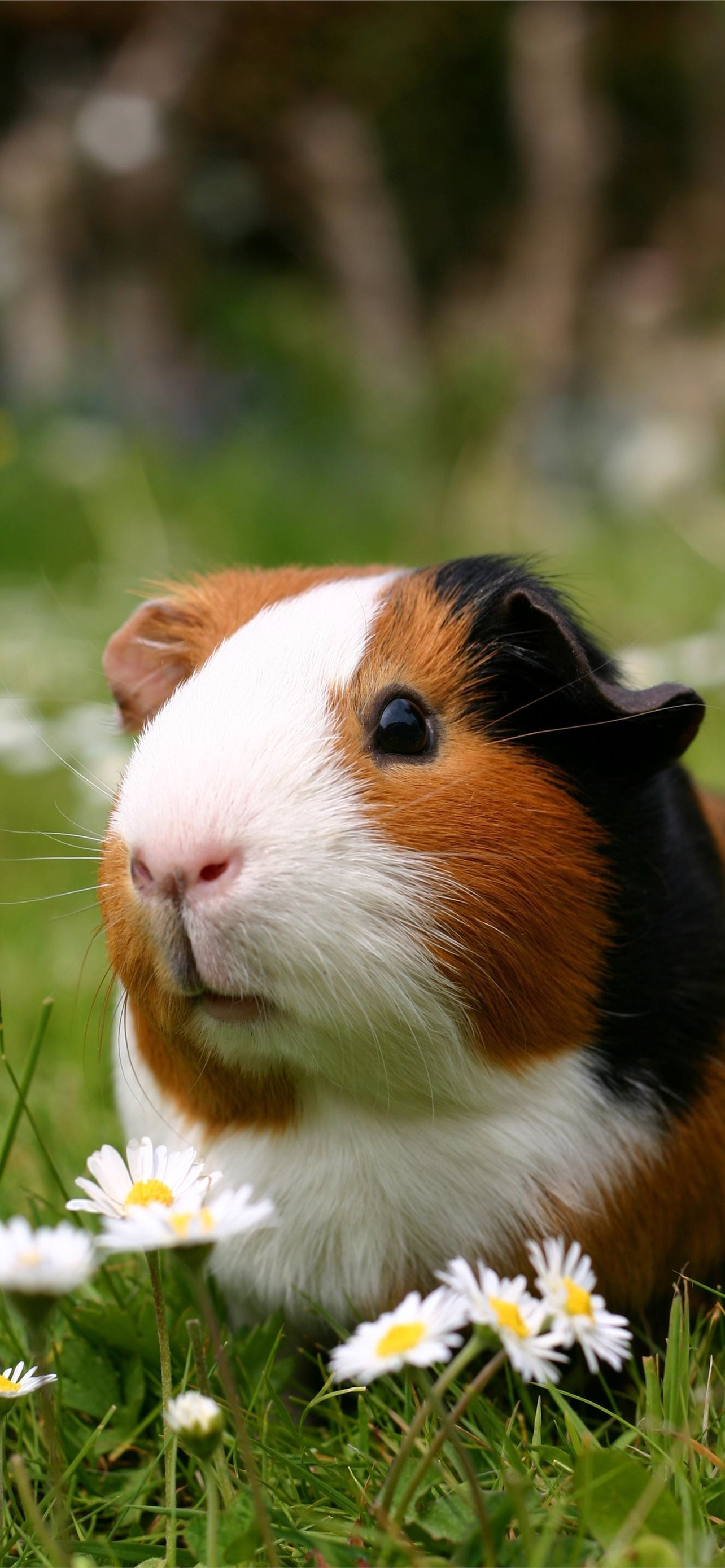 Guinea Pigs Wallpapers