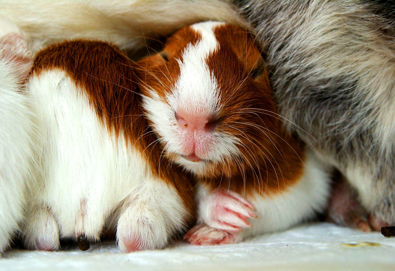 Guinea Pigs Wallpapers