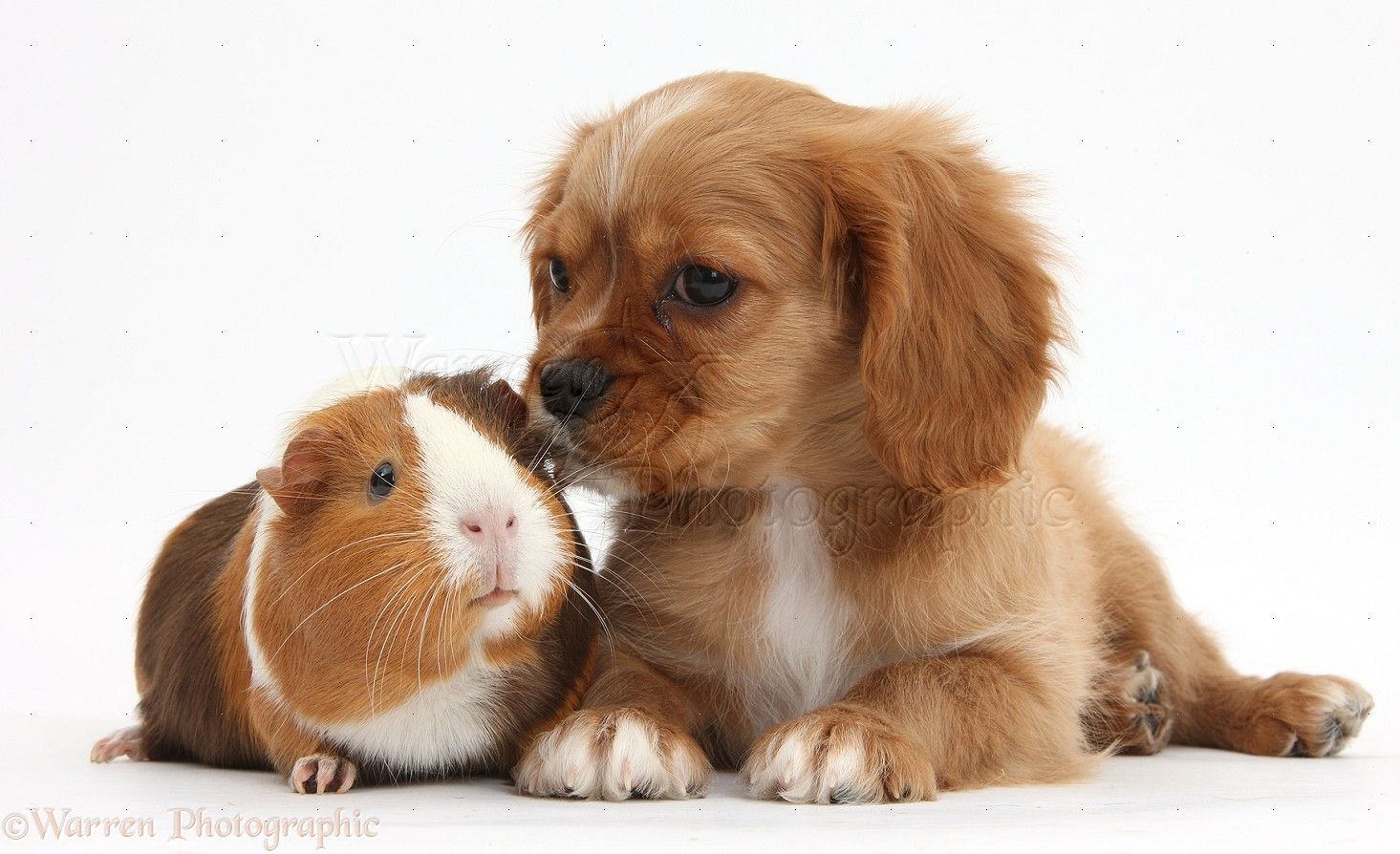 Guinea Pigs Wallpapers