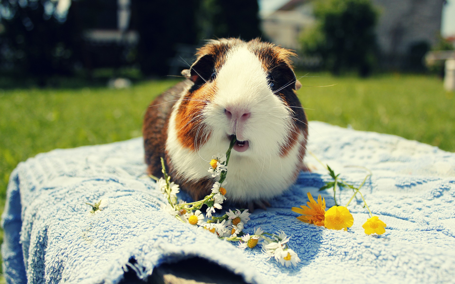 Guinea Pigs Wallpapers