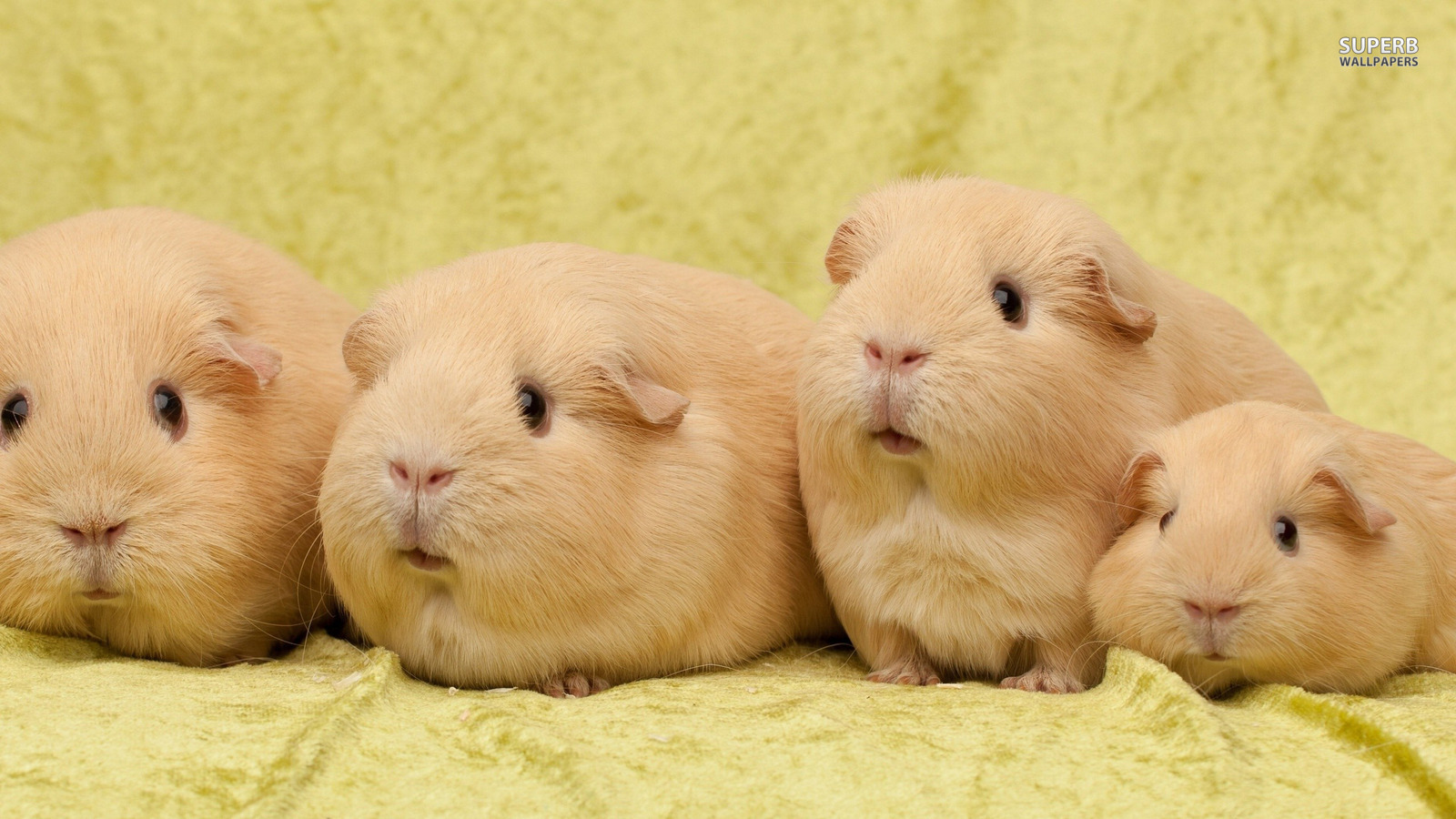 Guinea Pigs Wallpapers